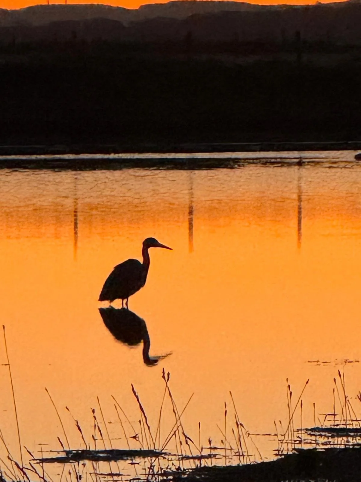 The Heron: Folklore, Myth and Legend