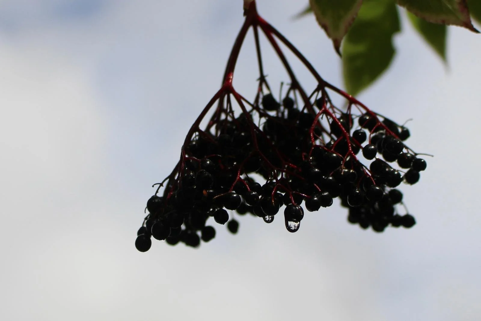 Elderberries in Mabon