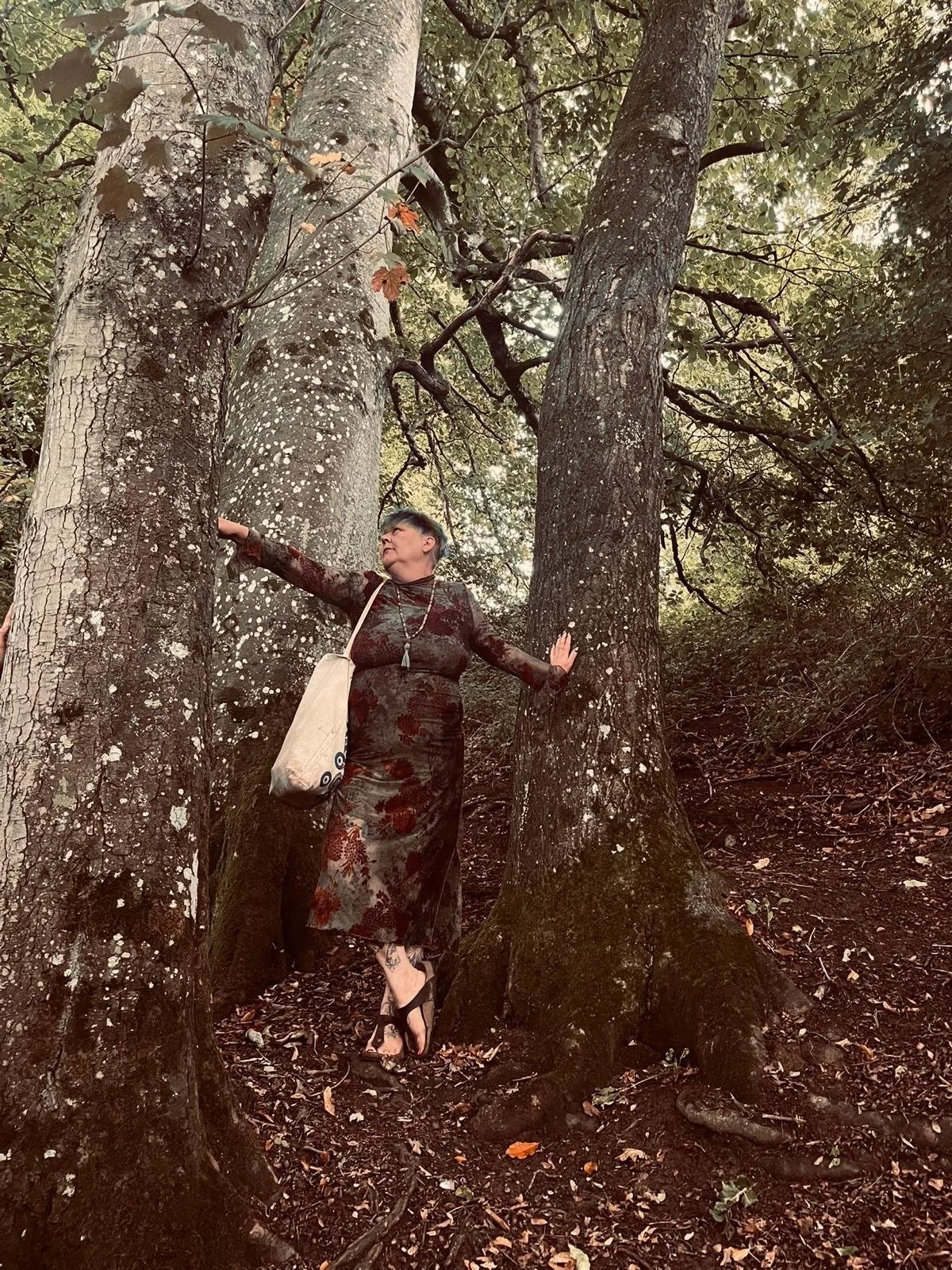 su among ancient trees
