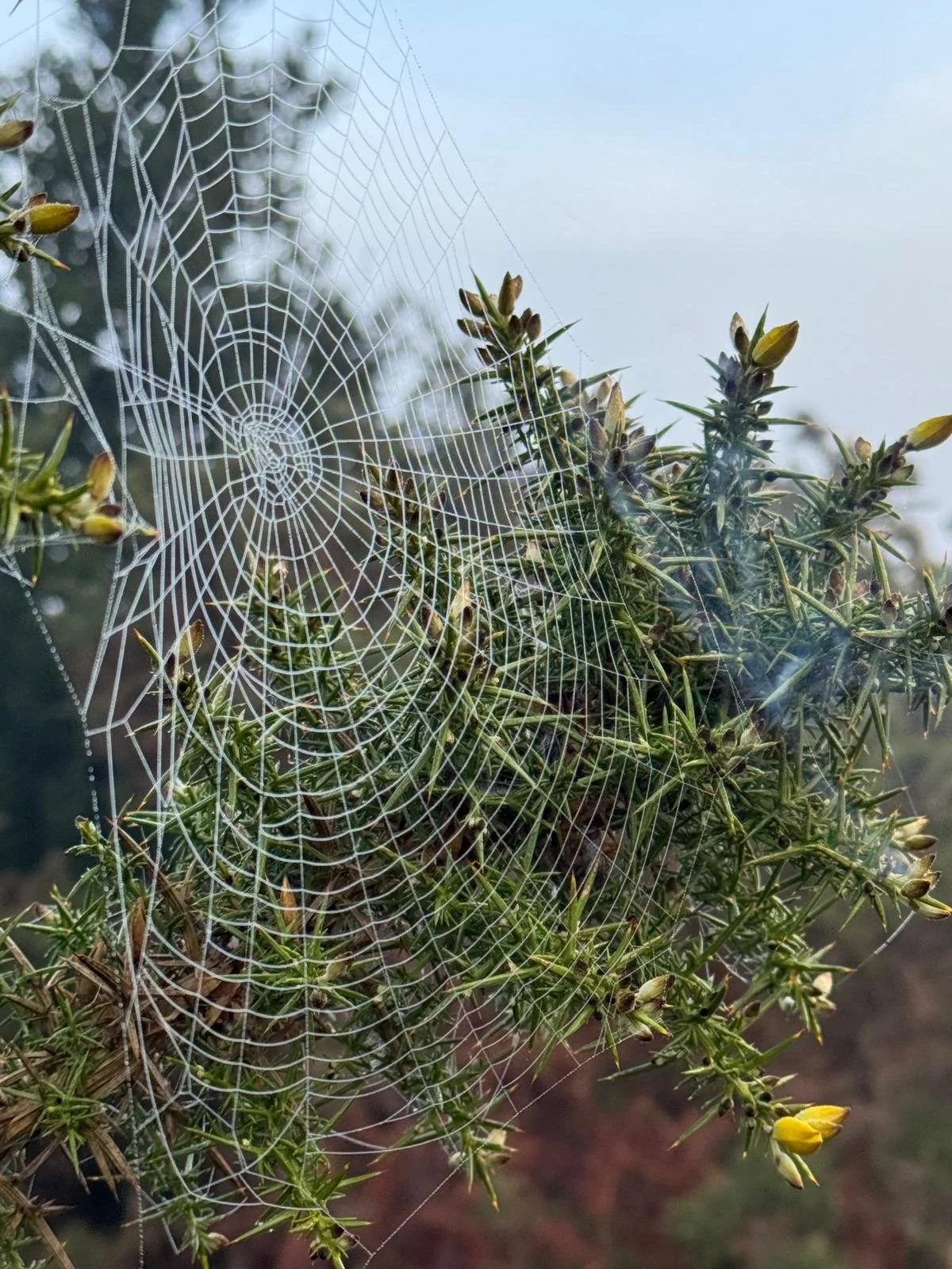 spiders web on gorse