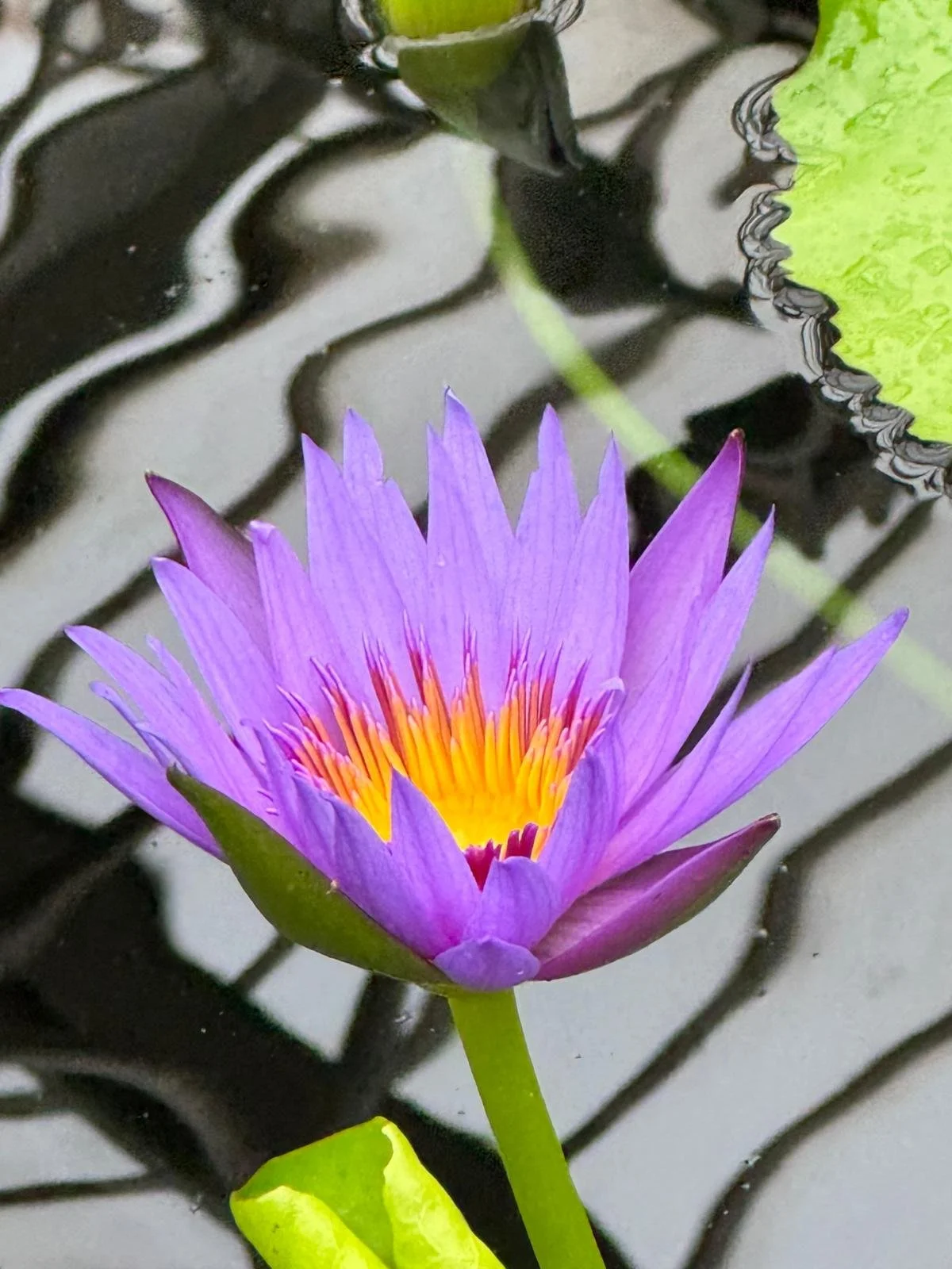 A lilly