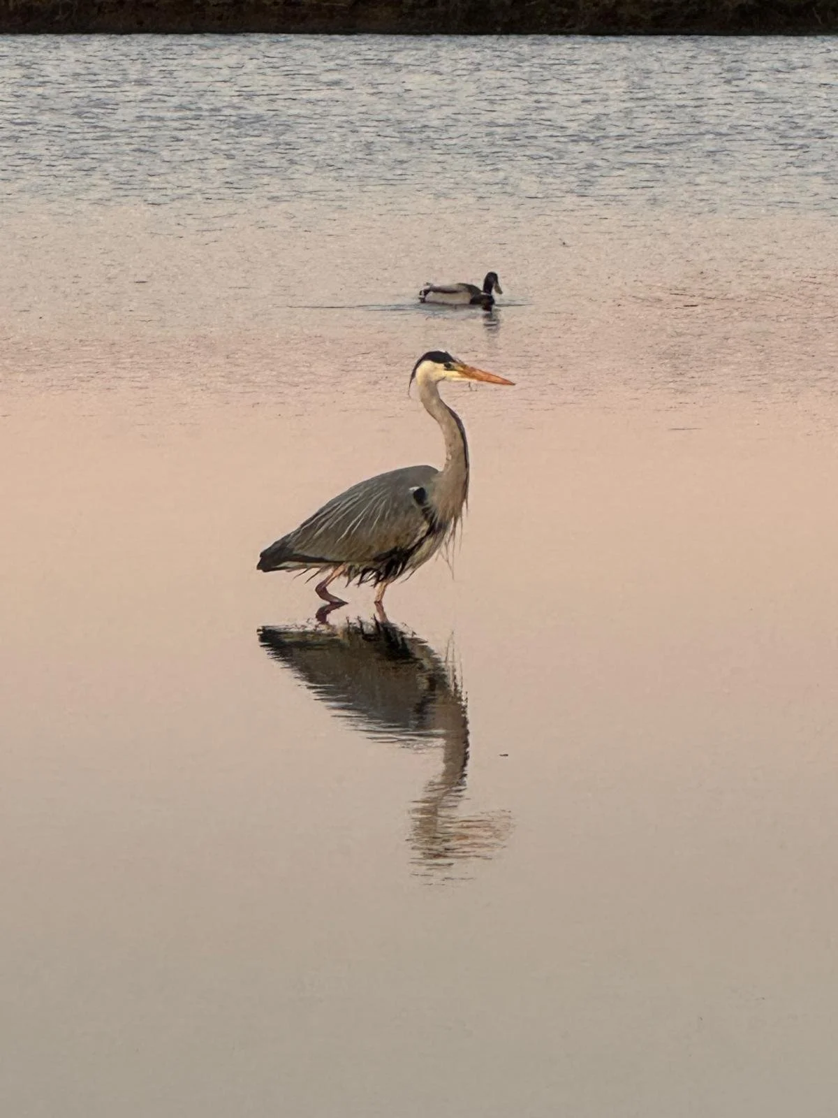 Close-up reflection of a heron in still water with soft pink and cream tones