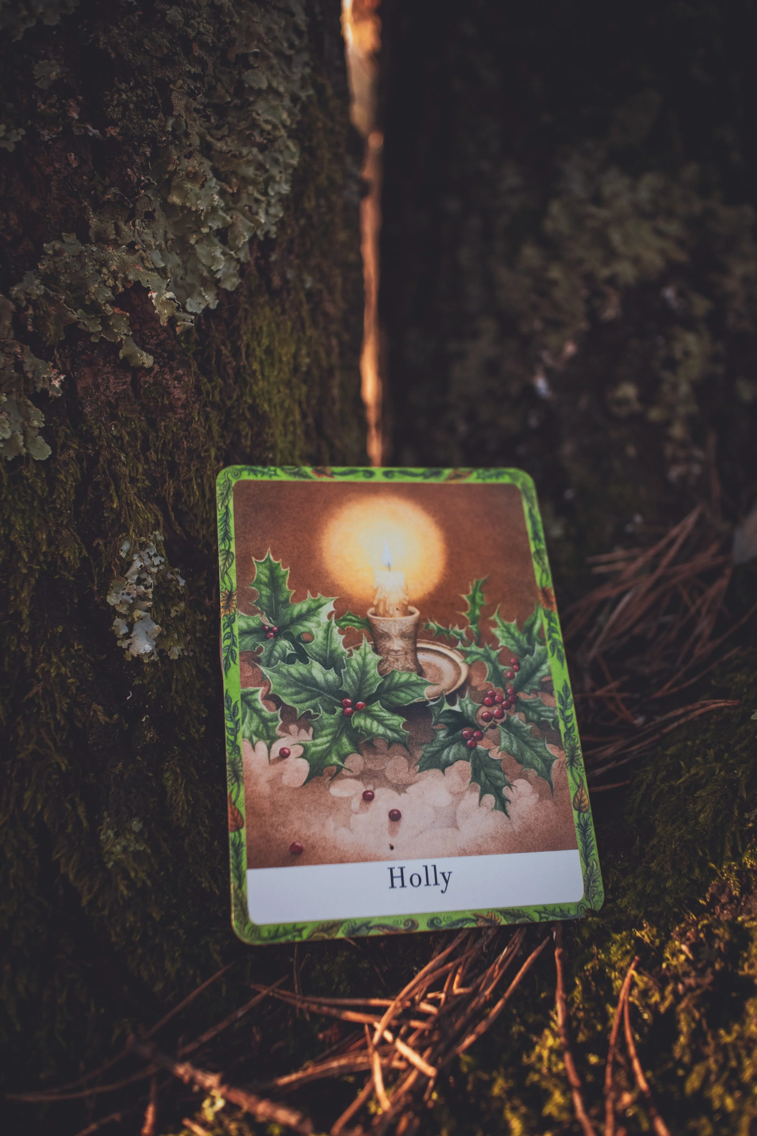 Tarot card placed in woodland tree symbolising land-based spiritual practice