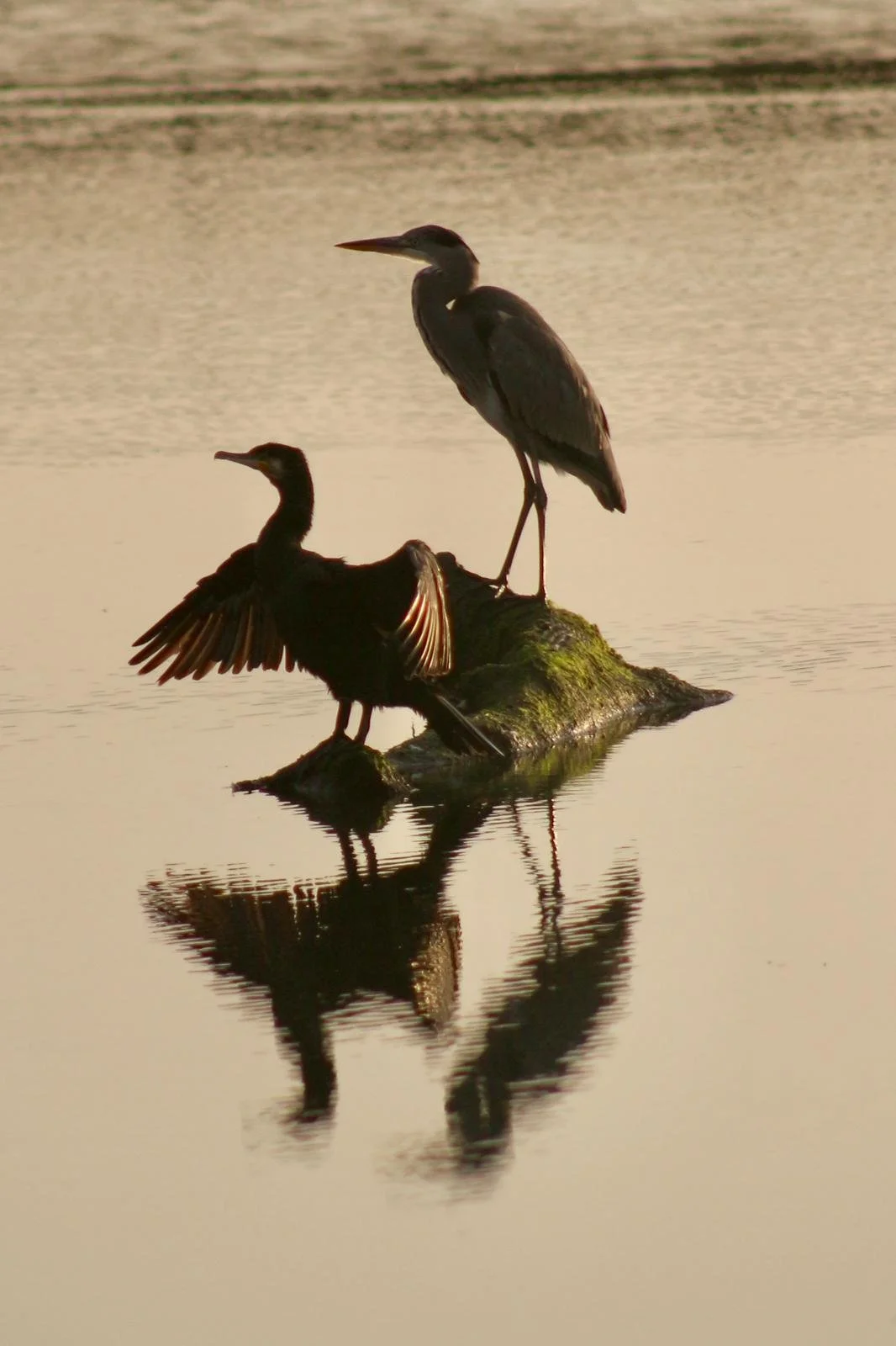 Heron and cormorant, symbolise death