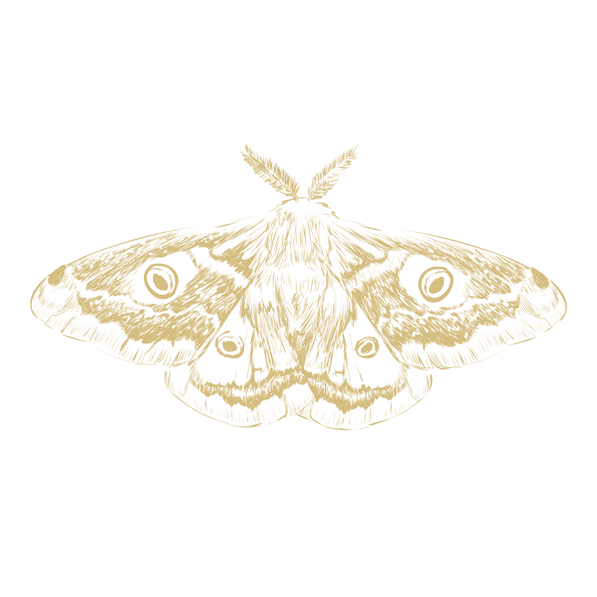 moth symbolising Inner change