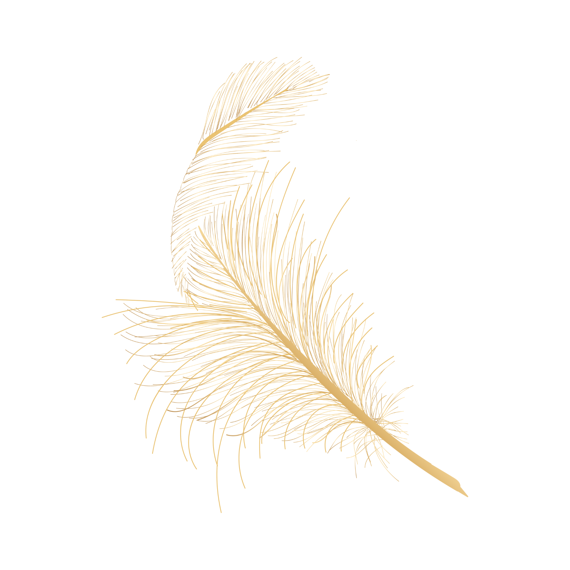 Gold feather with intricate details on a black background.