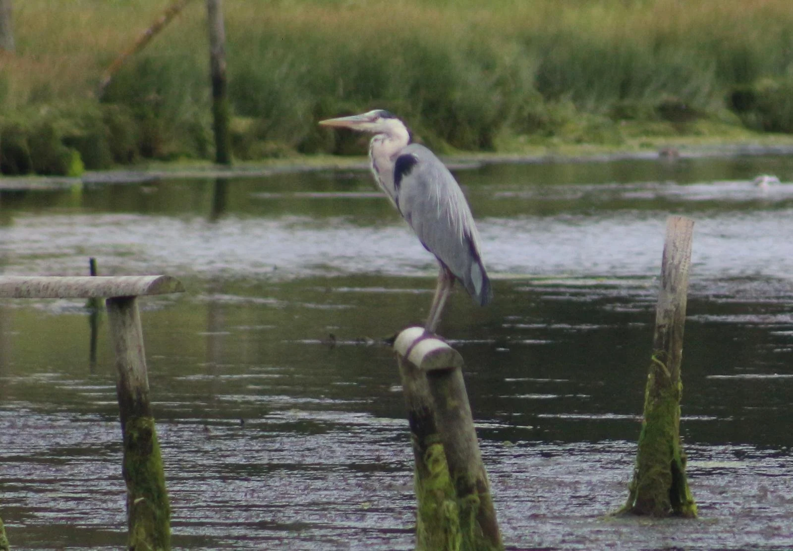 A grey heron standing on a wooden post in a reed-lined pond, watching the water