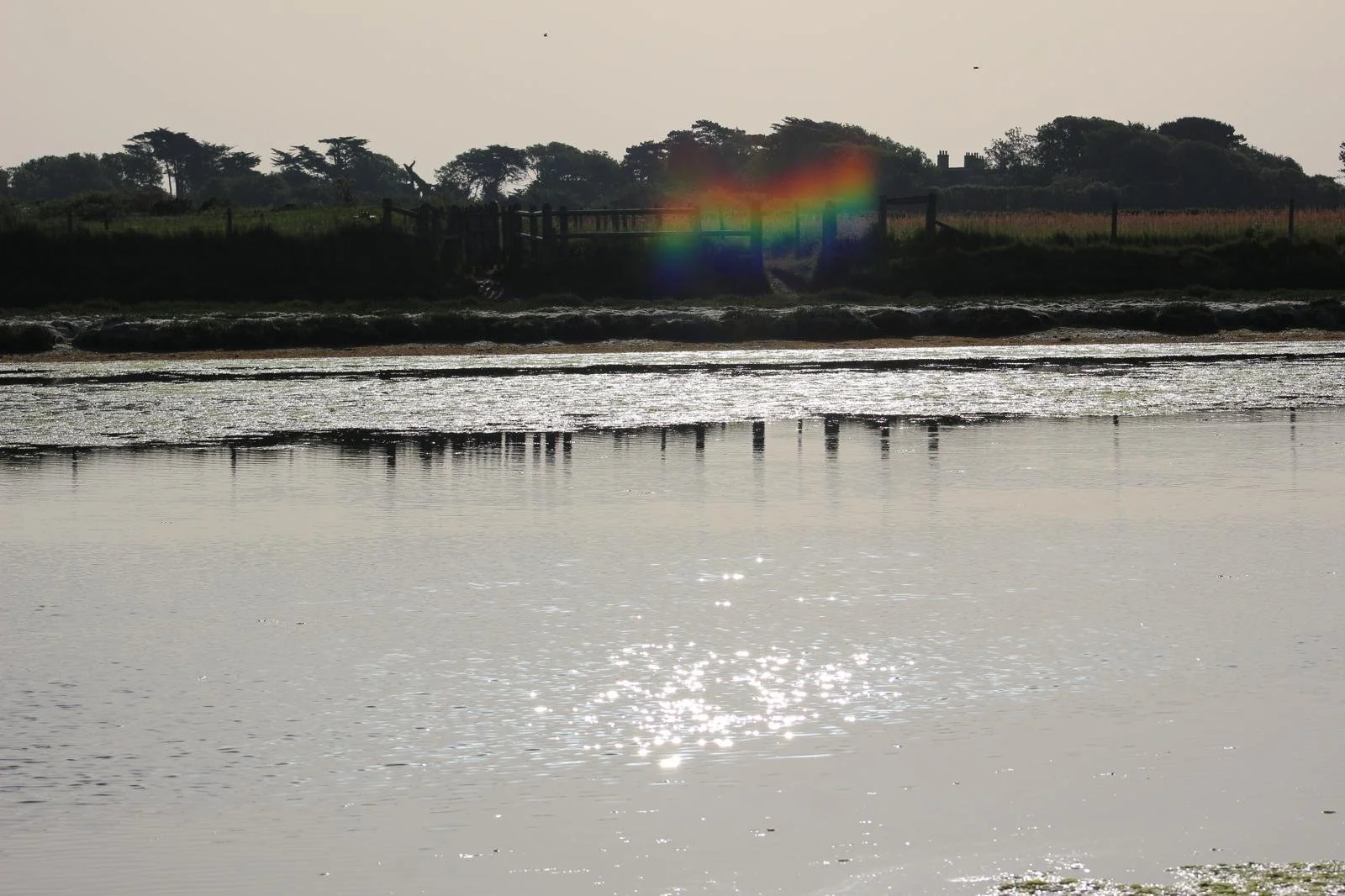 Calm marshland water at dusk with a faint rainbow of light, birds gathering ahead of migration