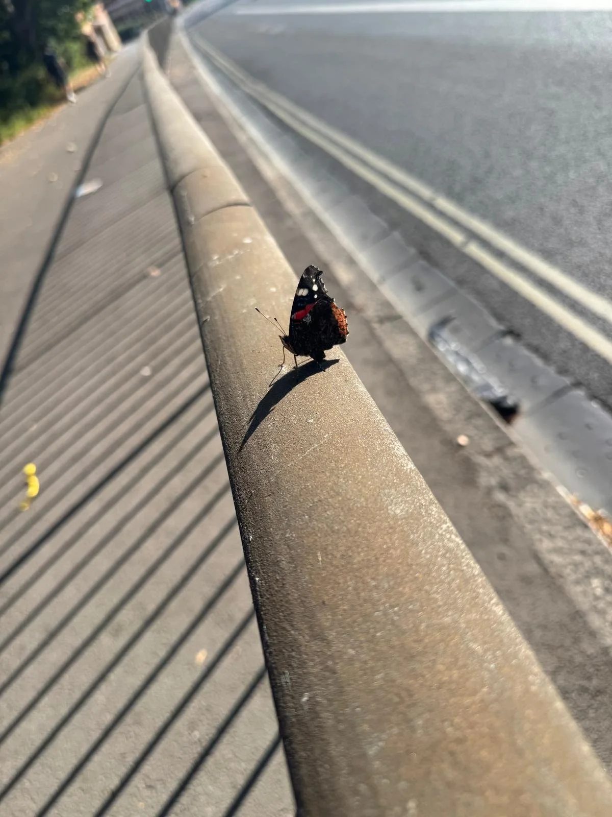 A red admiral butterfly resting on a metal road railing beside a busy street, urban land energy in miniature