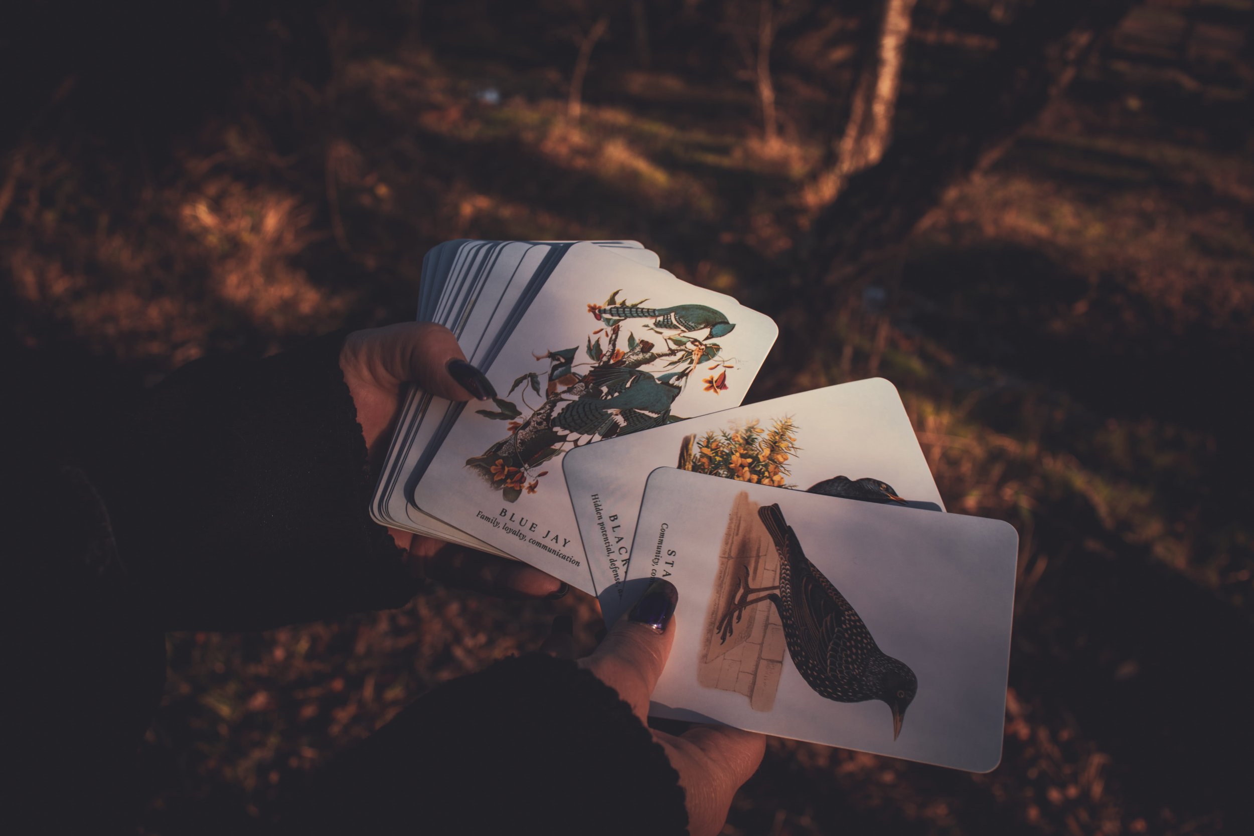 Tarot card featuring birds held during mindfulness practice session