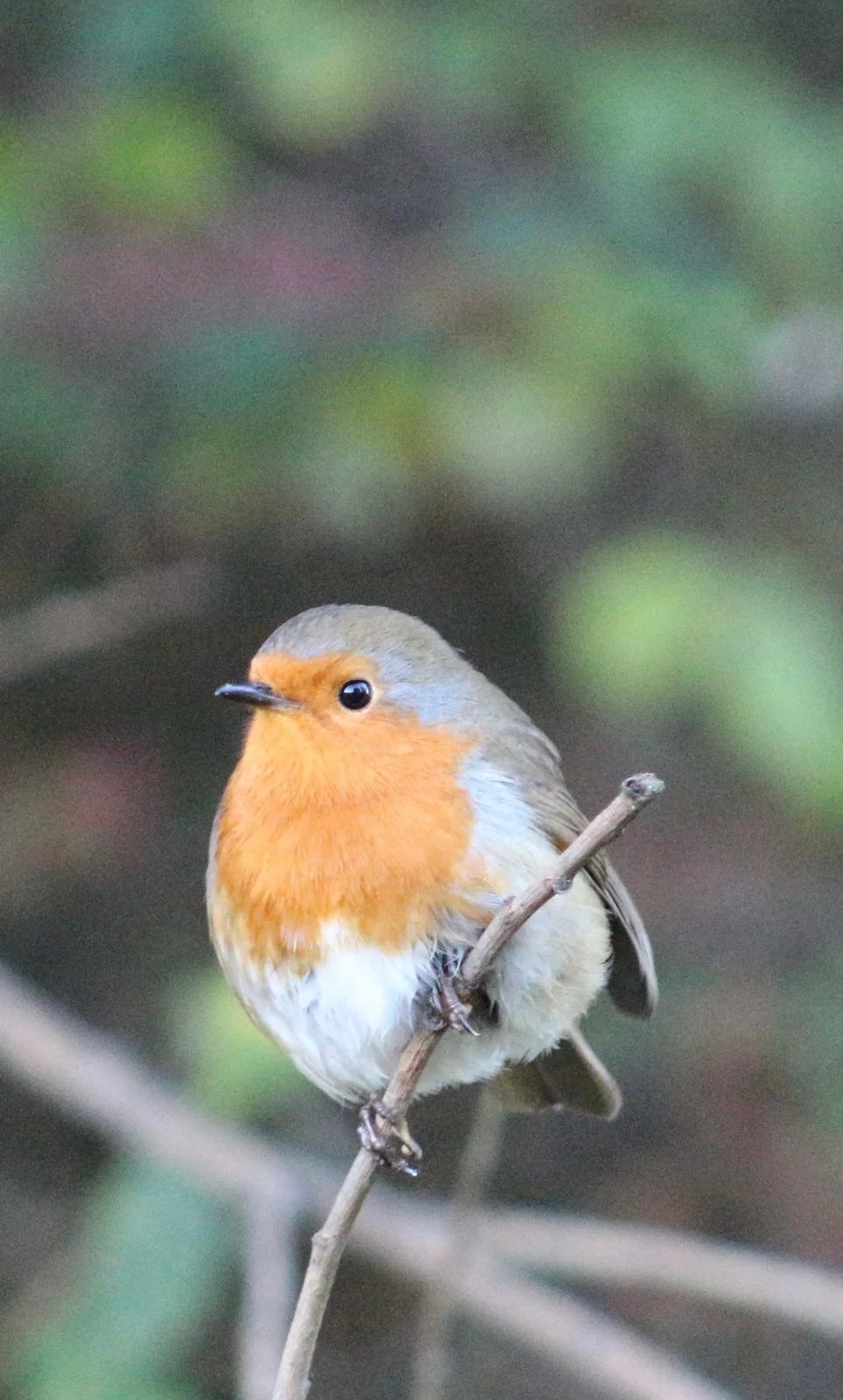 A robin, seen as visitation from passed ancestors