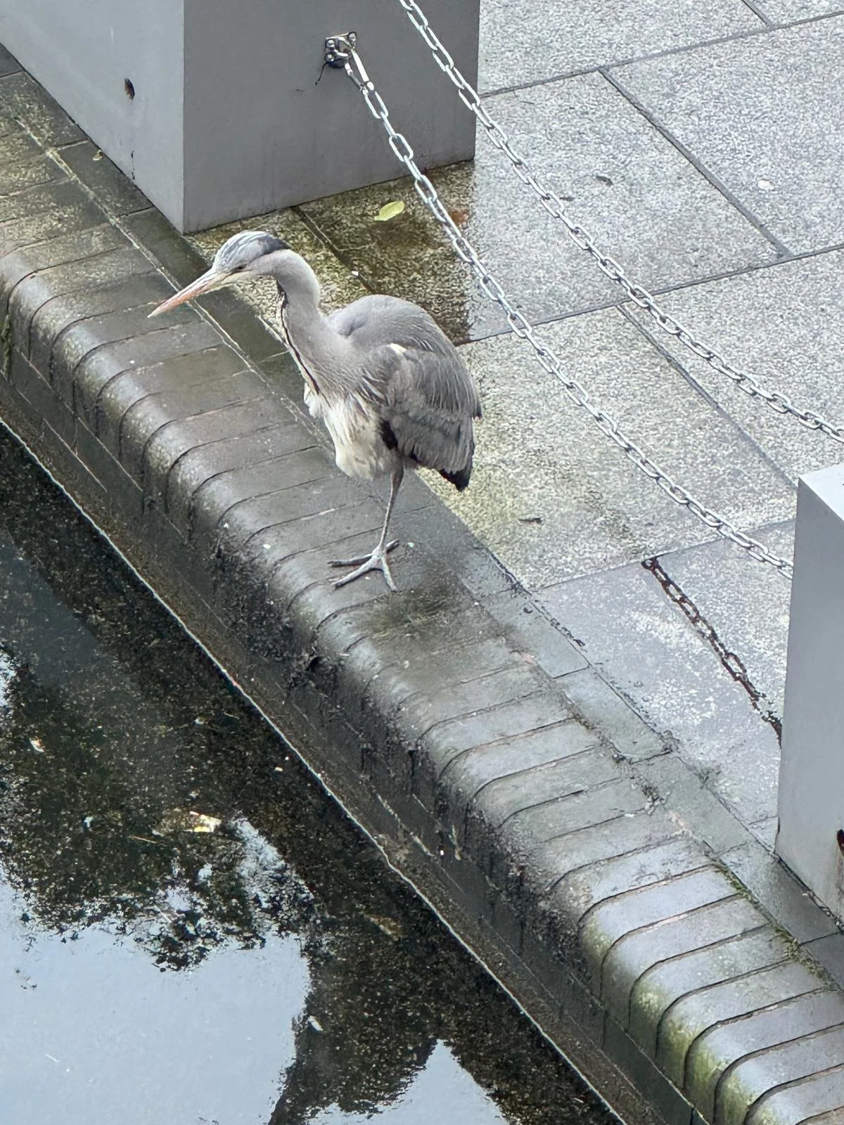 A grey heron standing on a canal-side stone ledge in the city, a quiet visitor during an urban walking meditation