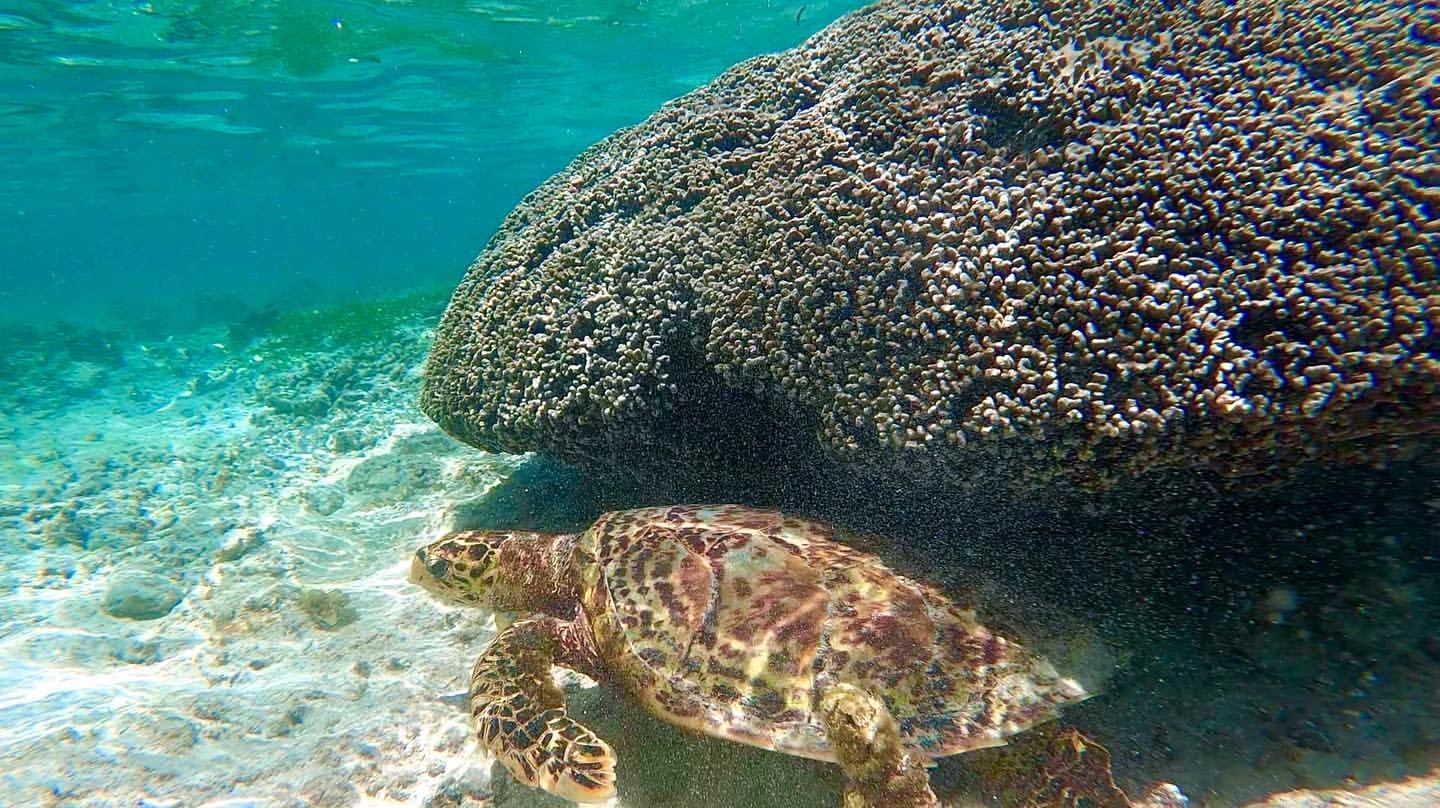 Eine Meeresschildkröte schwimmt im clearen Wasser nahe einem Korallenriff.