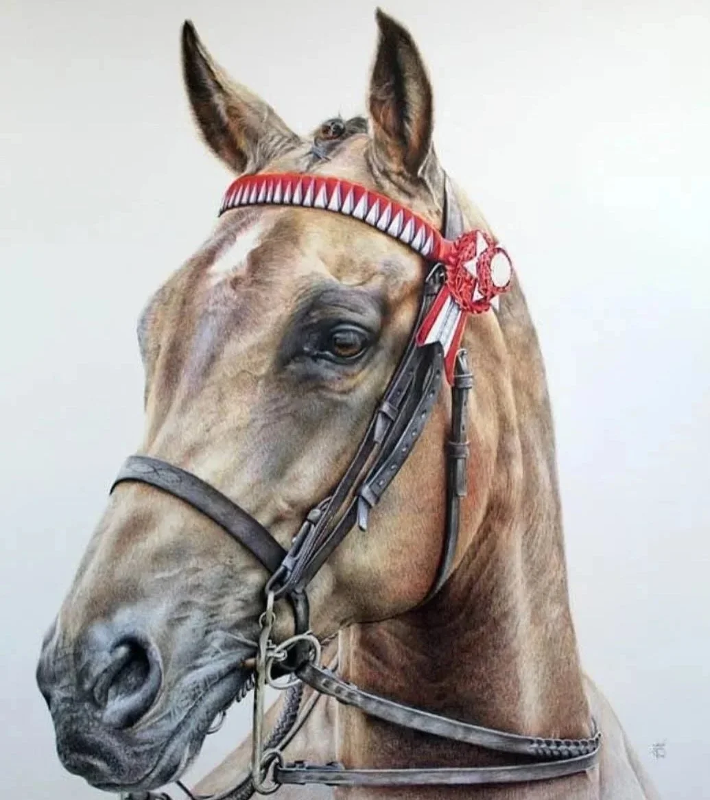 Close-up of a brown horse with a red and white decorated bridle, facing slightly to the right, against a plain light background.