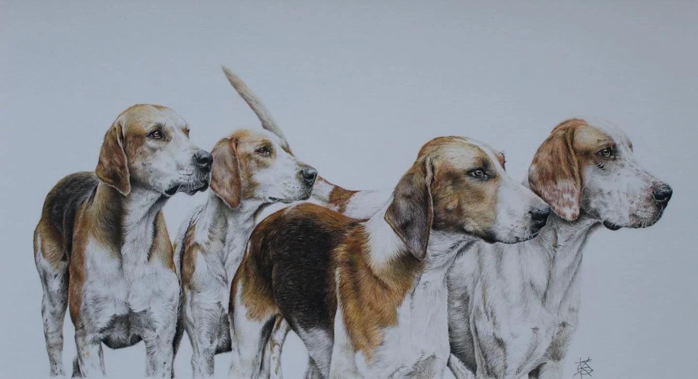 A group of five hunting beagles standing in profile against a plain background.