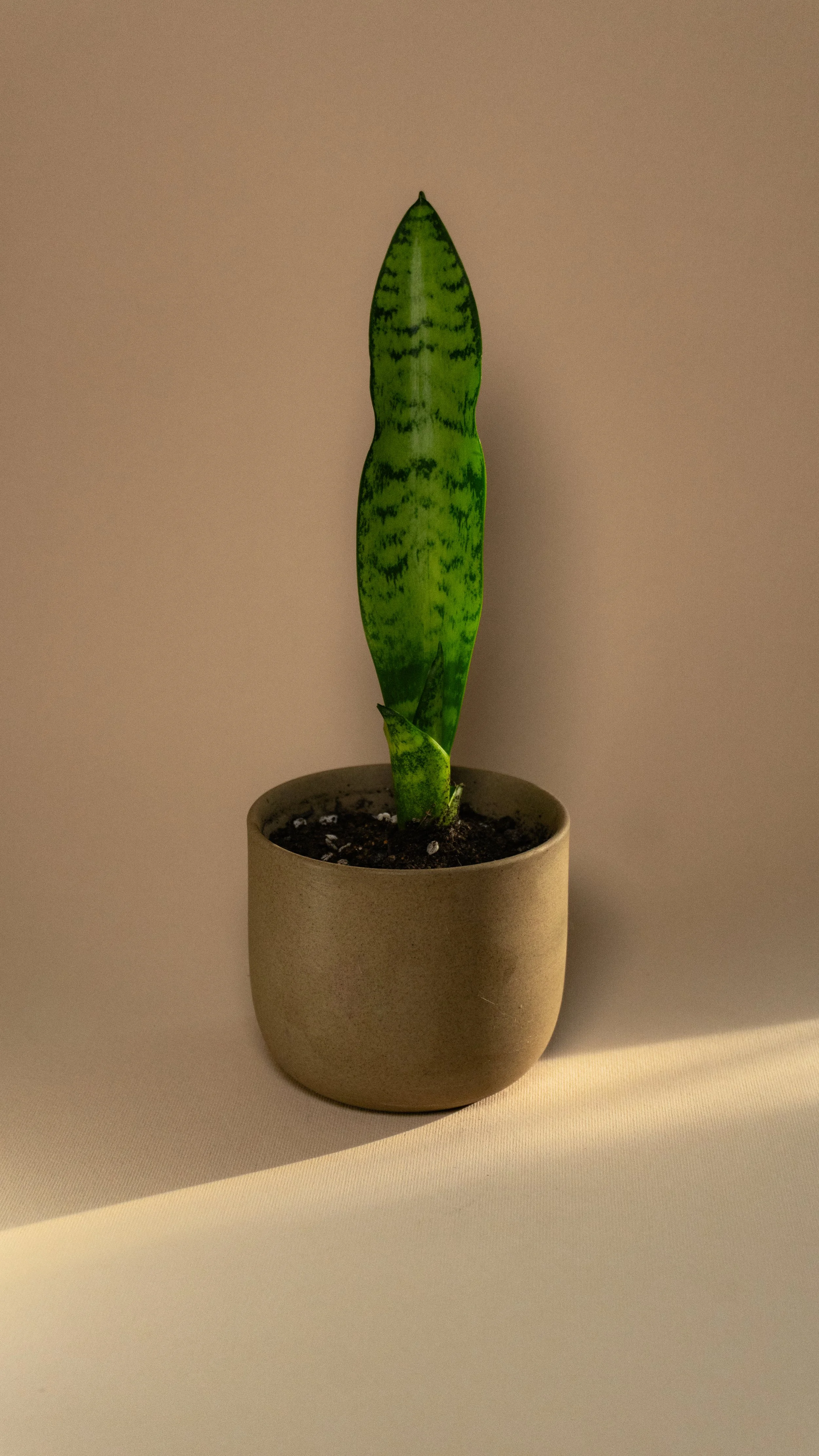 Snake Plant in Mesa Pot [M]