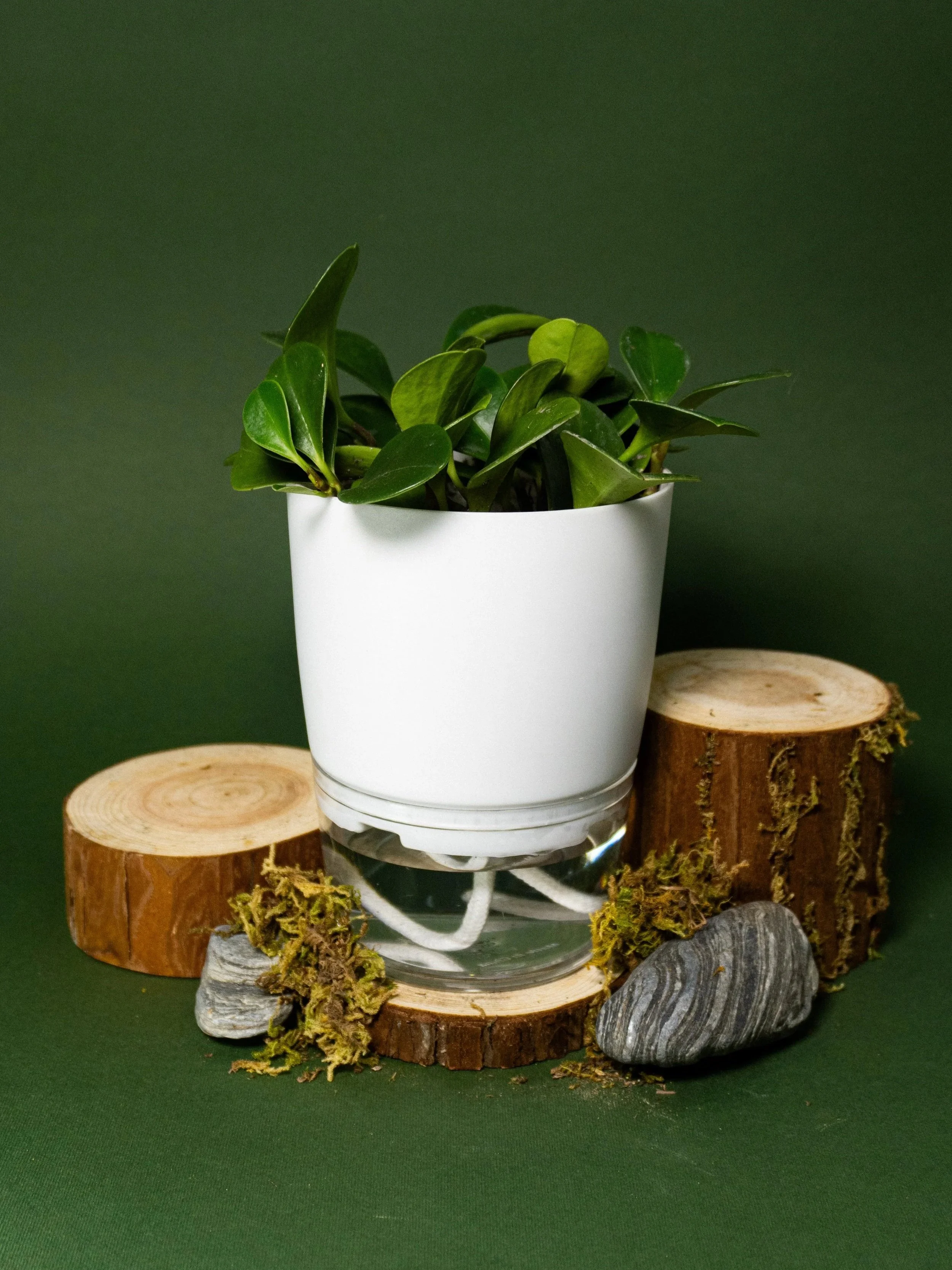 Potted green plant on a glass container, surrounded by wooden logs, moss, and rocks, against a dark green background.
