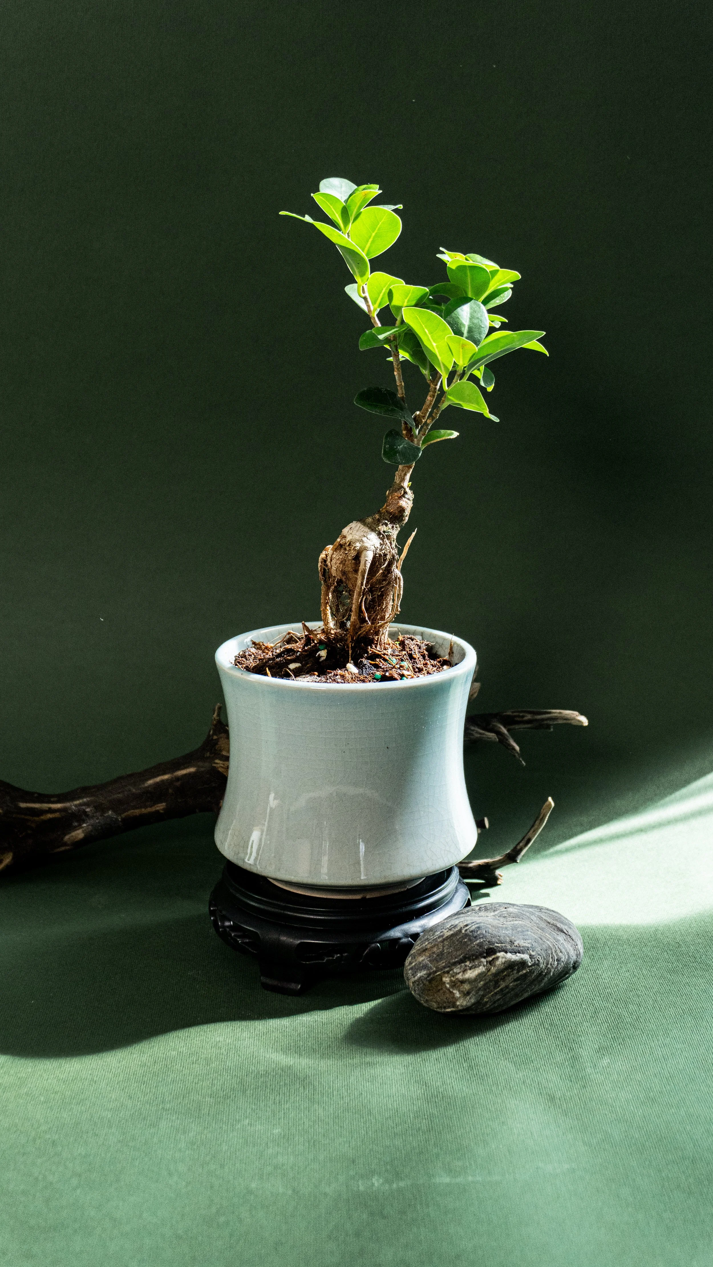 Ginseng Ficus
