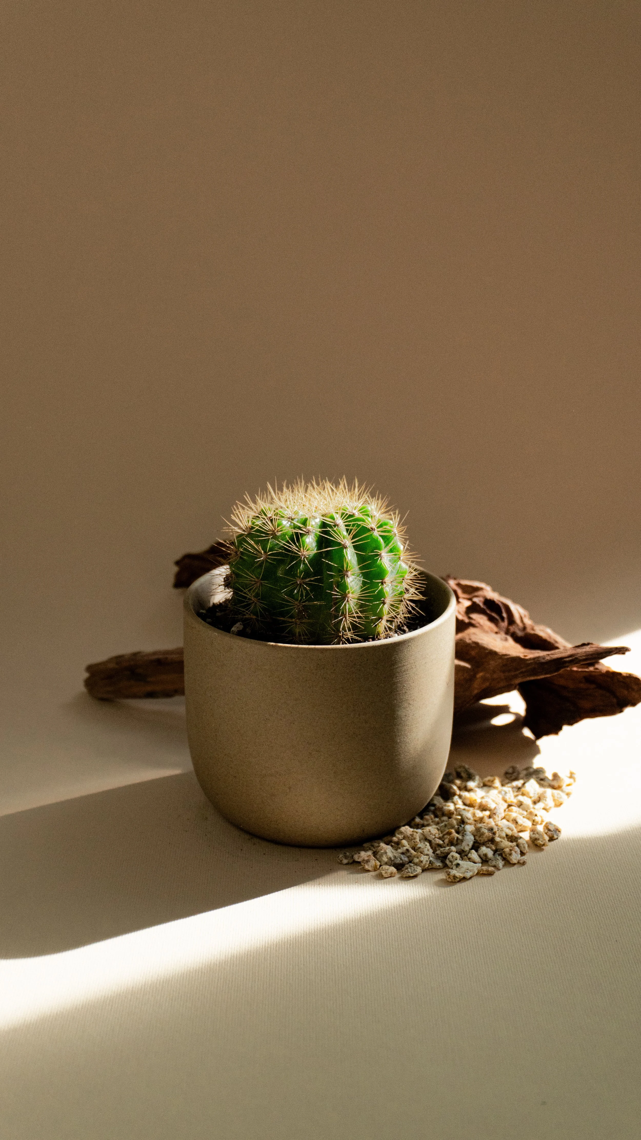 Golden Barrel Cactus in Mesa Pot