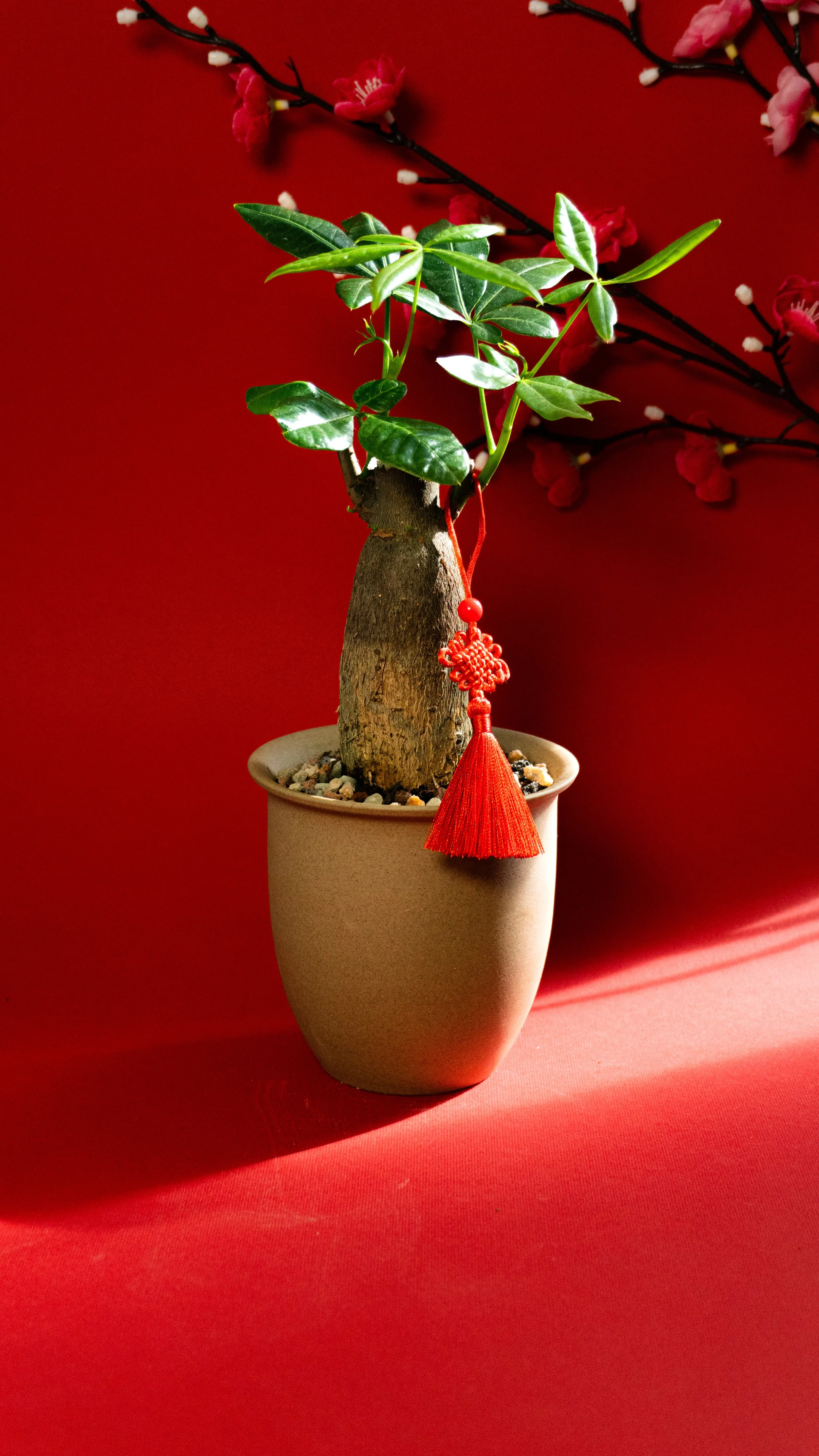 Money Tree in Canyon Pot [3 of 3]