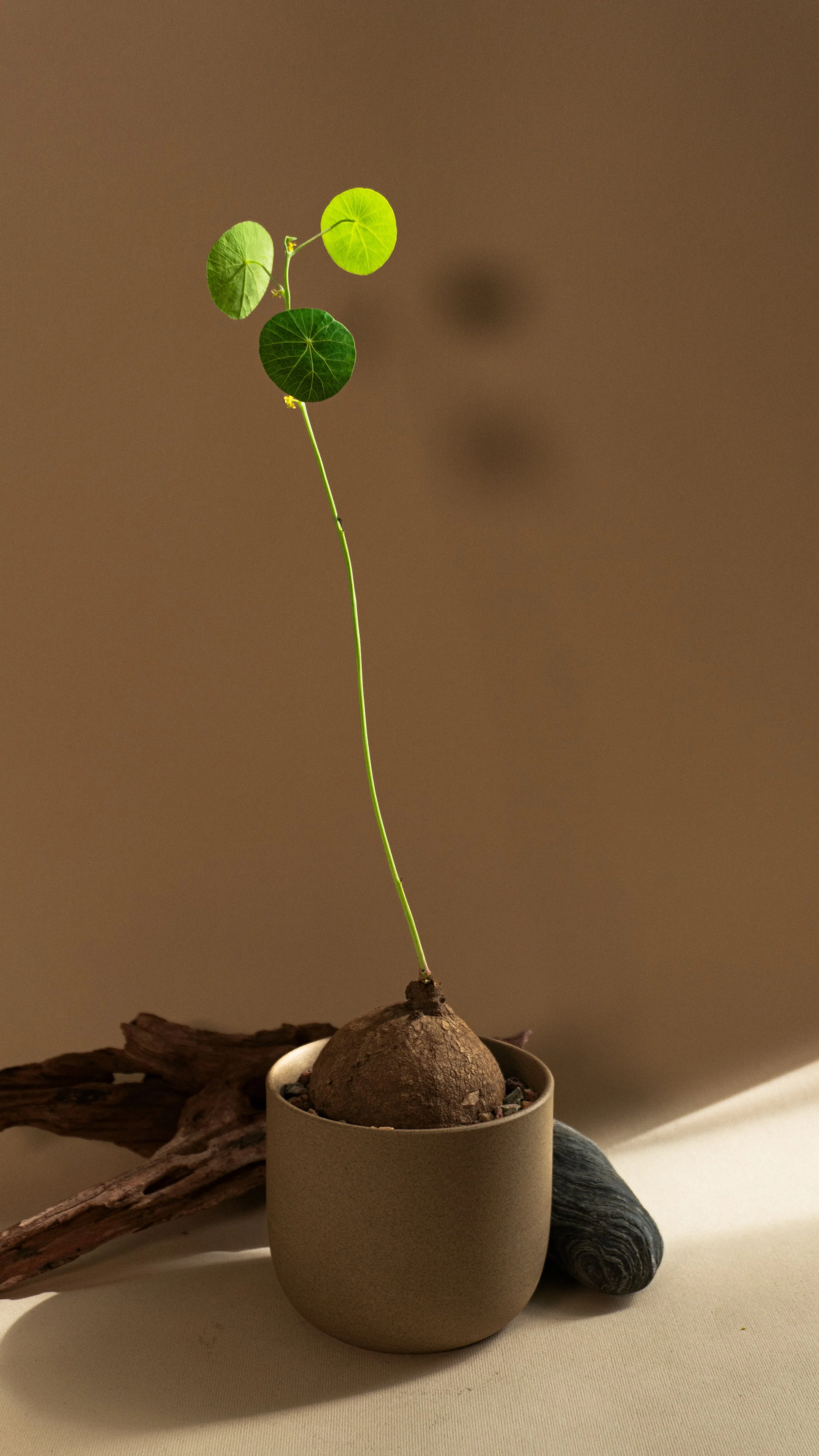 Potato Plant in Mesa Pot  M size [ 3 of 4 ]