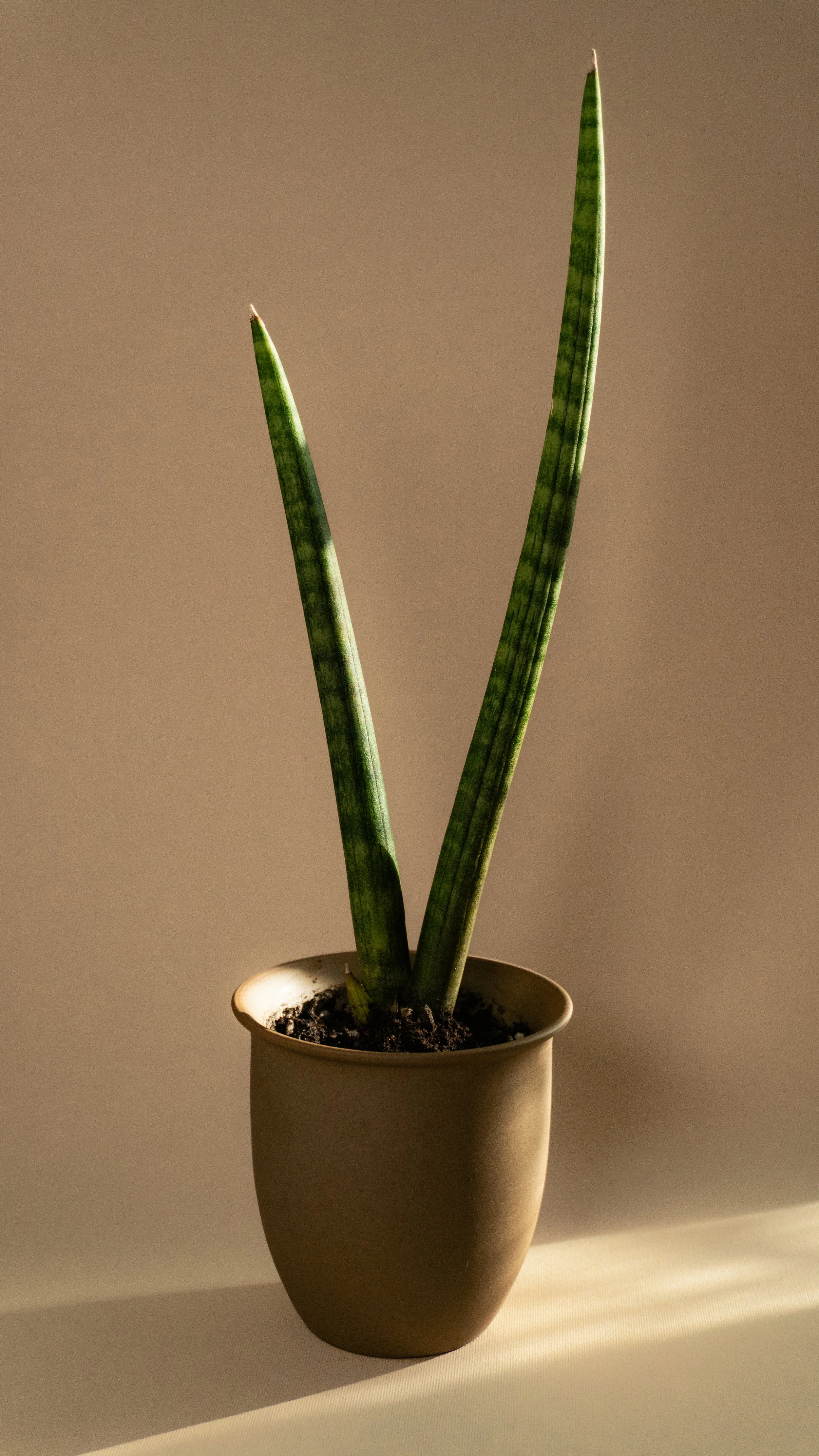 Spear Plant in Canyon Pot