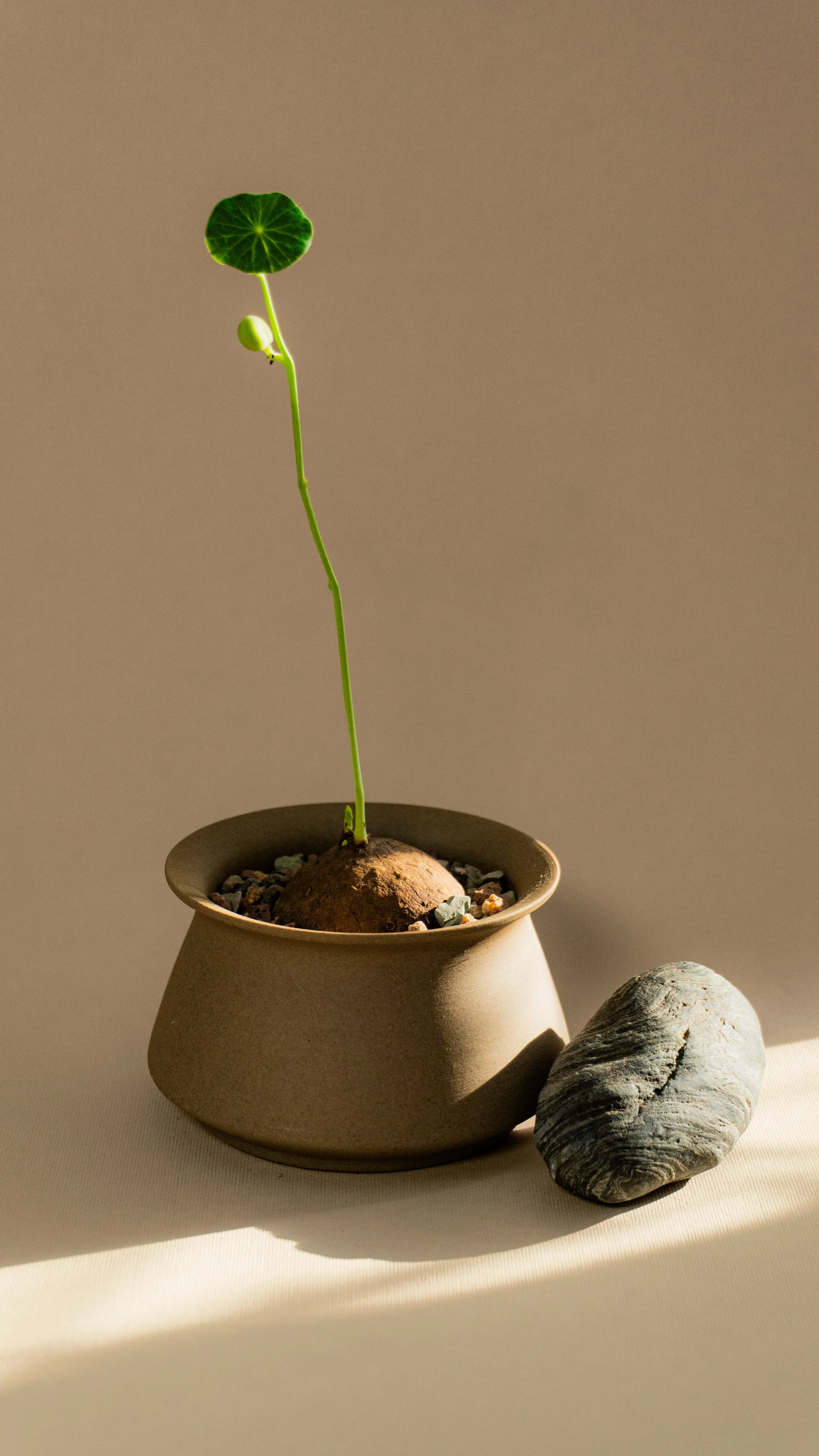 Potato Plant in Vale Pot