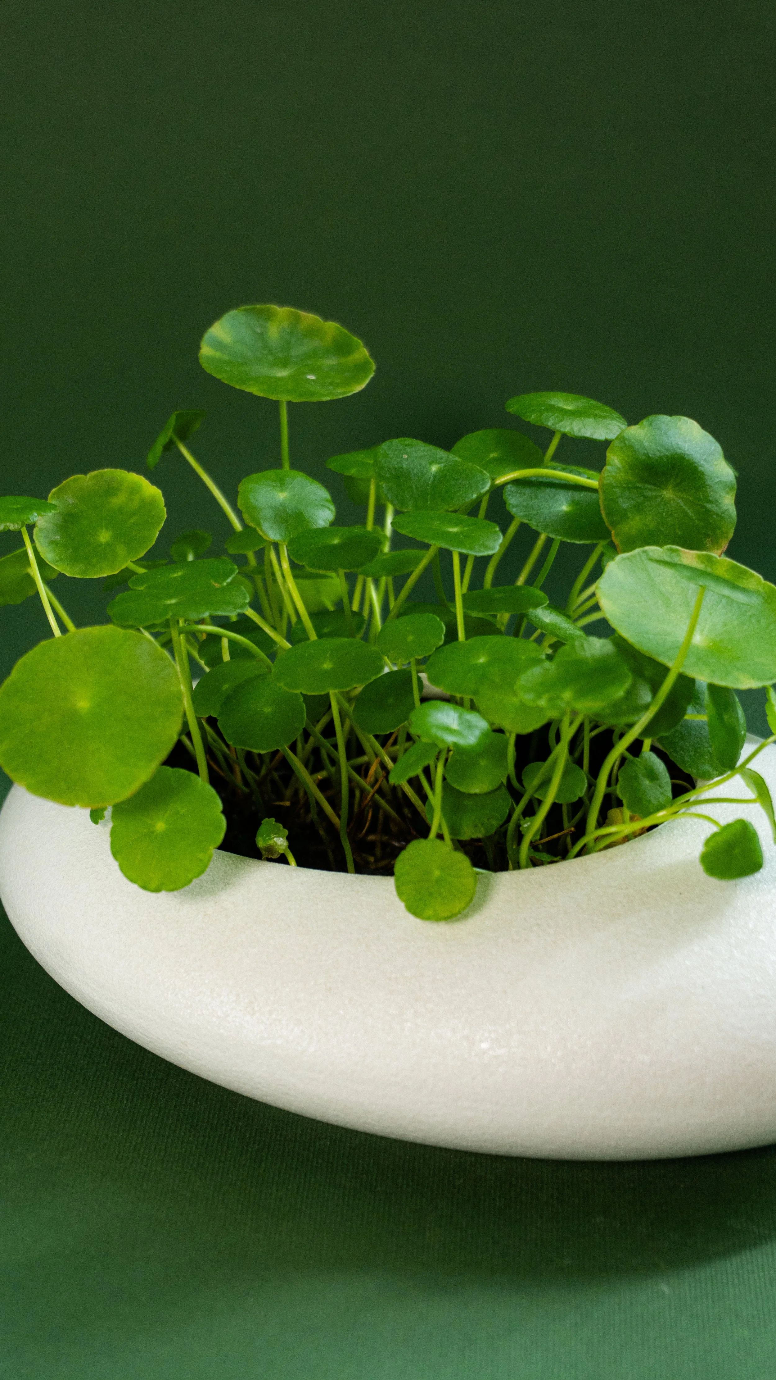A white oval-shaped pot with green pennywort plant with round leaves against a dark green background.