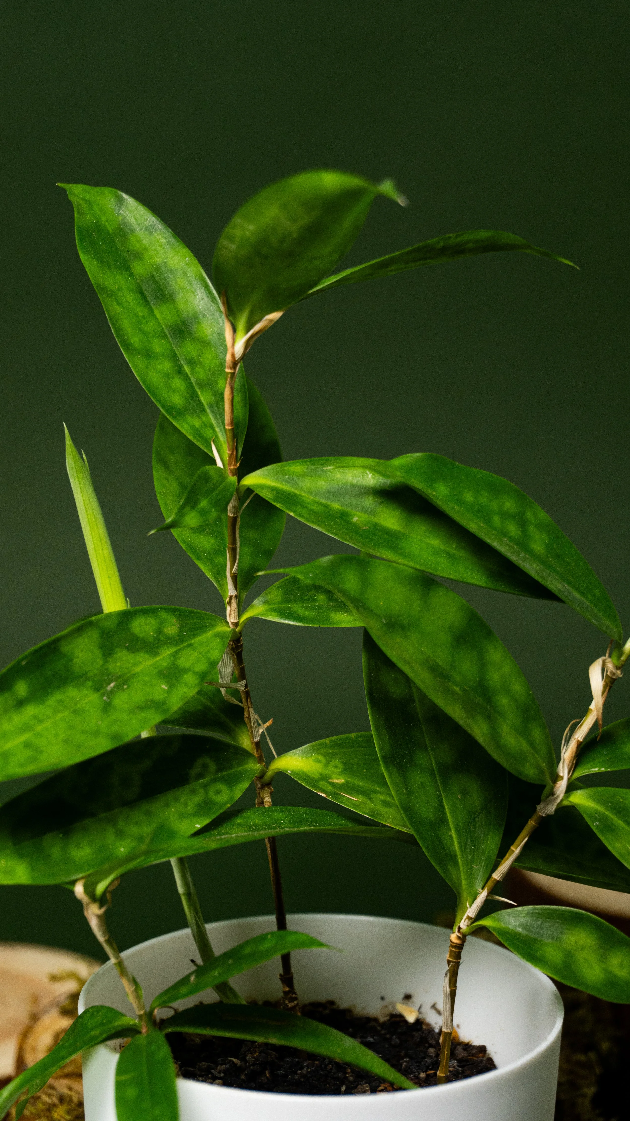 Close-up of a potted green leafy plant with dark background.