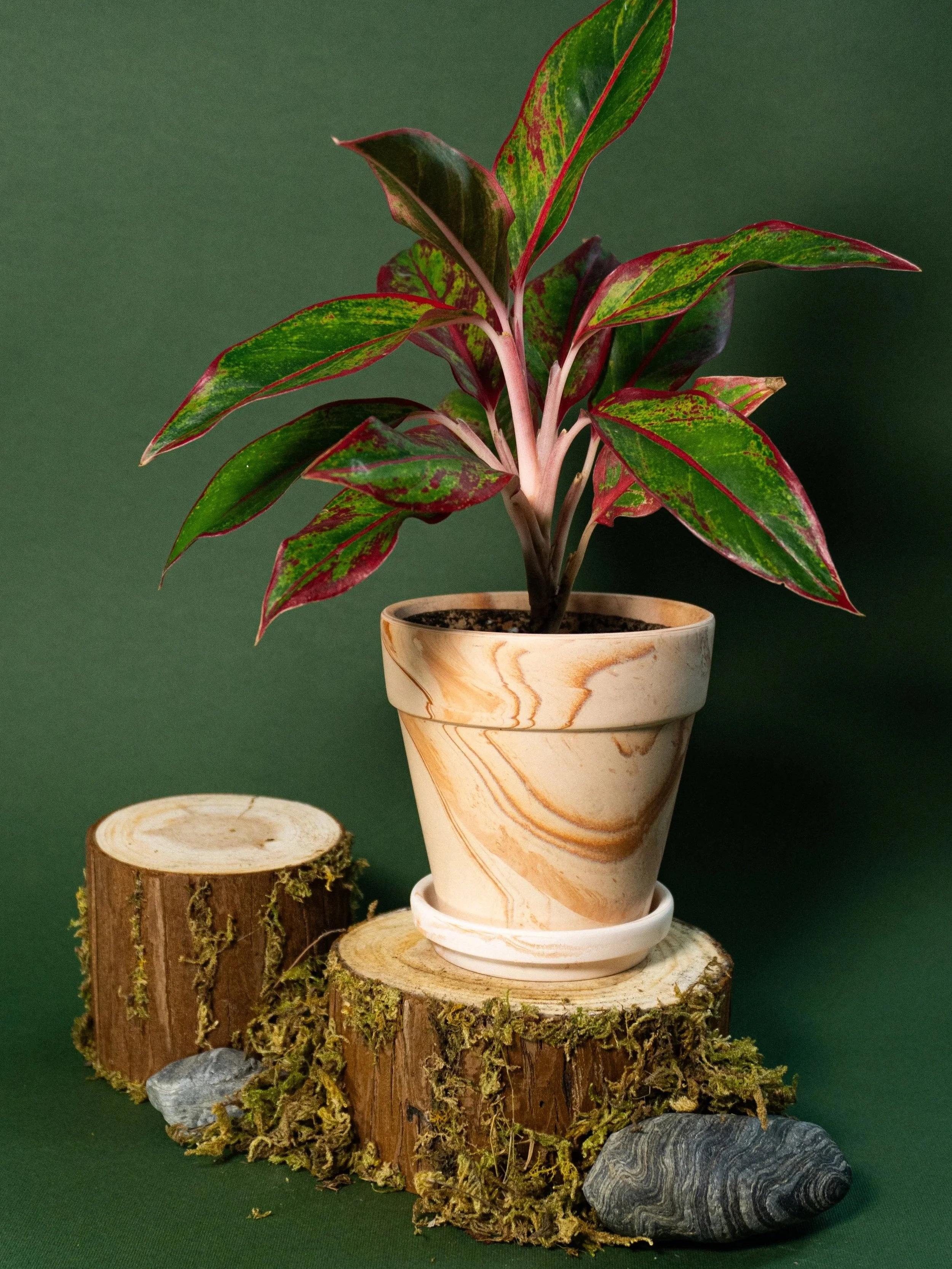 A potted plant with green and red variegated leaves on a wooden base with moss and rocks, against a dark green background.