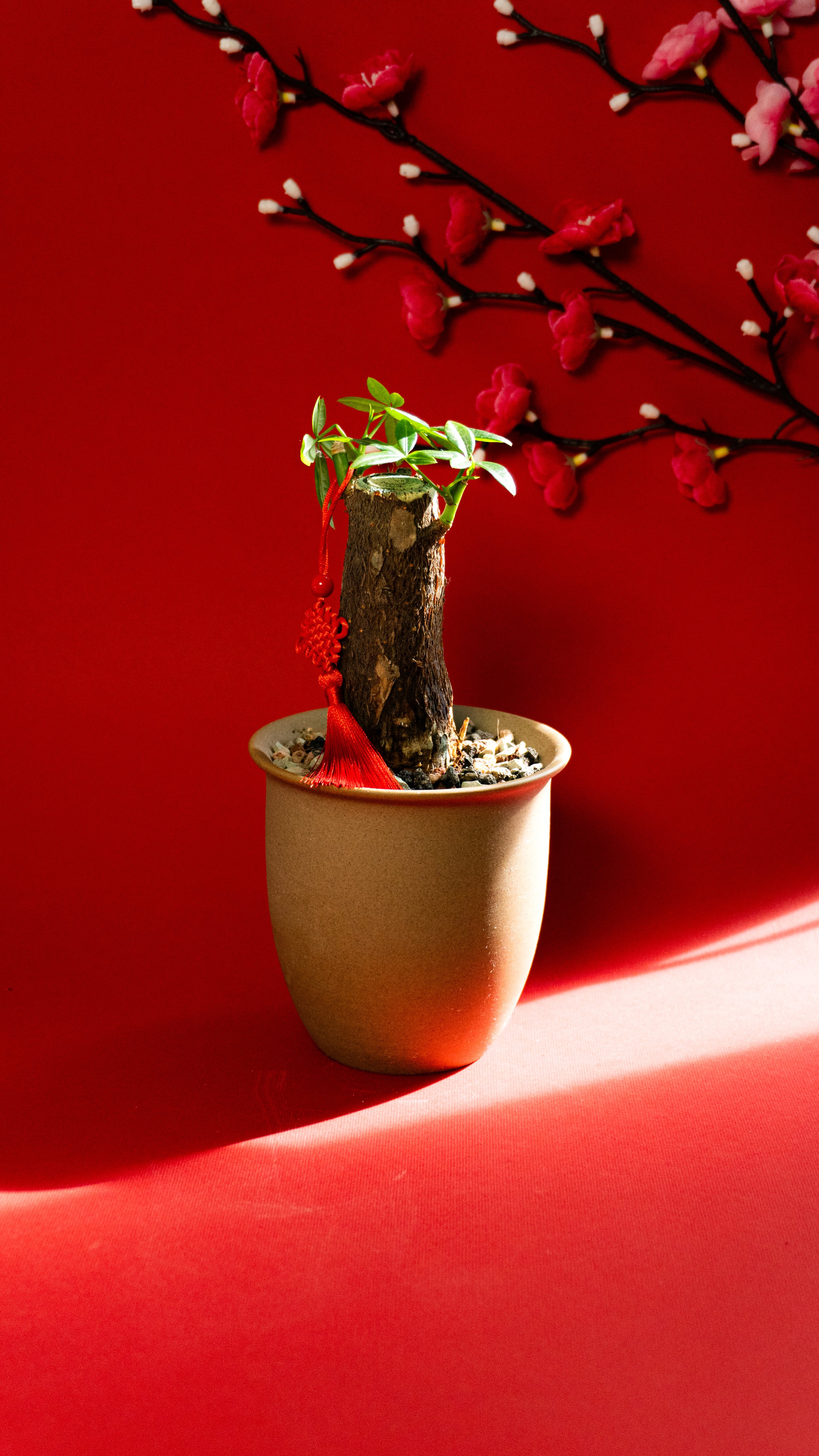 Money Tree in Canyon Pot (Baby) [1 of 3]