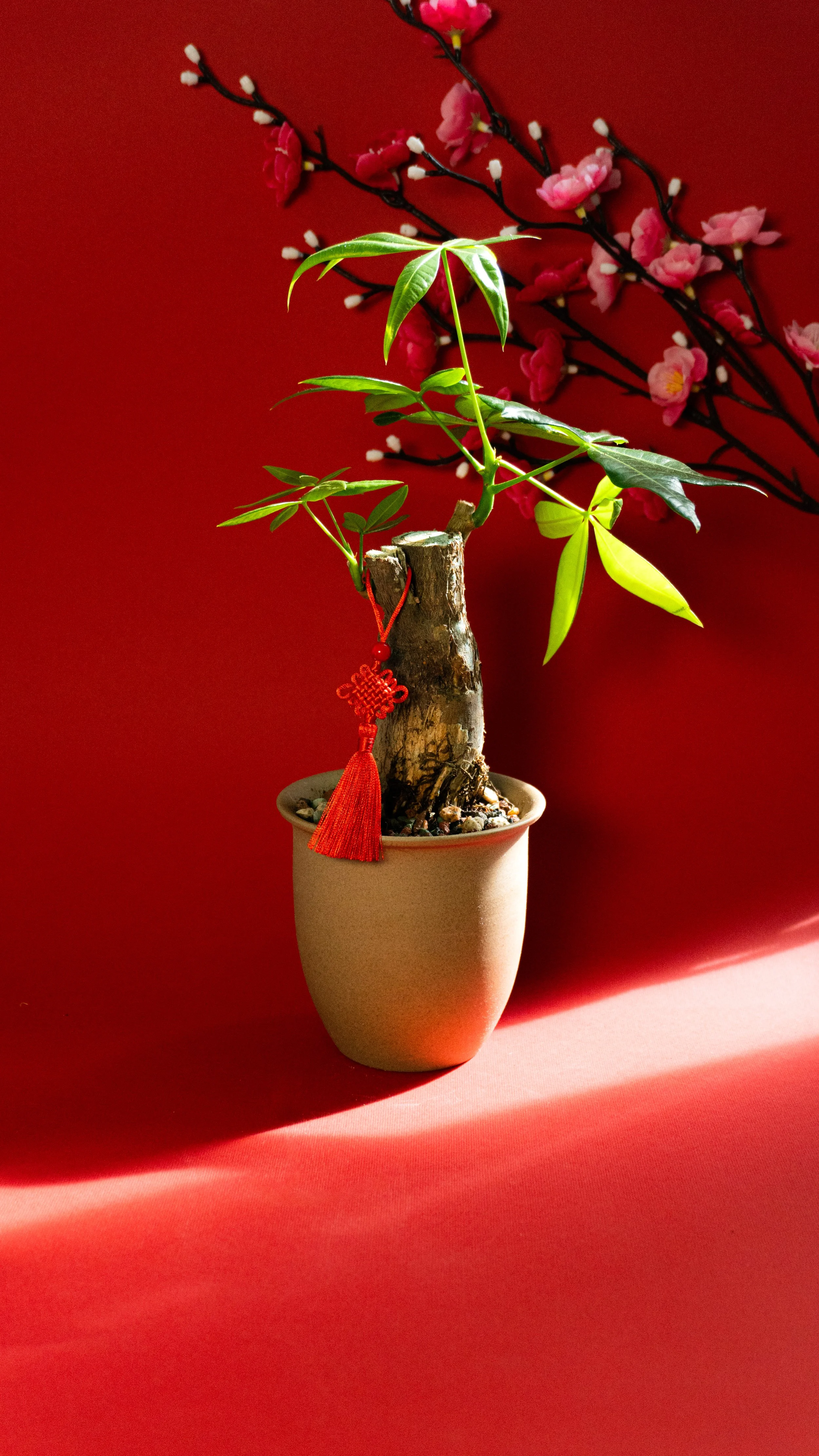 Money Tree in Canyon Pot [2 of 3]