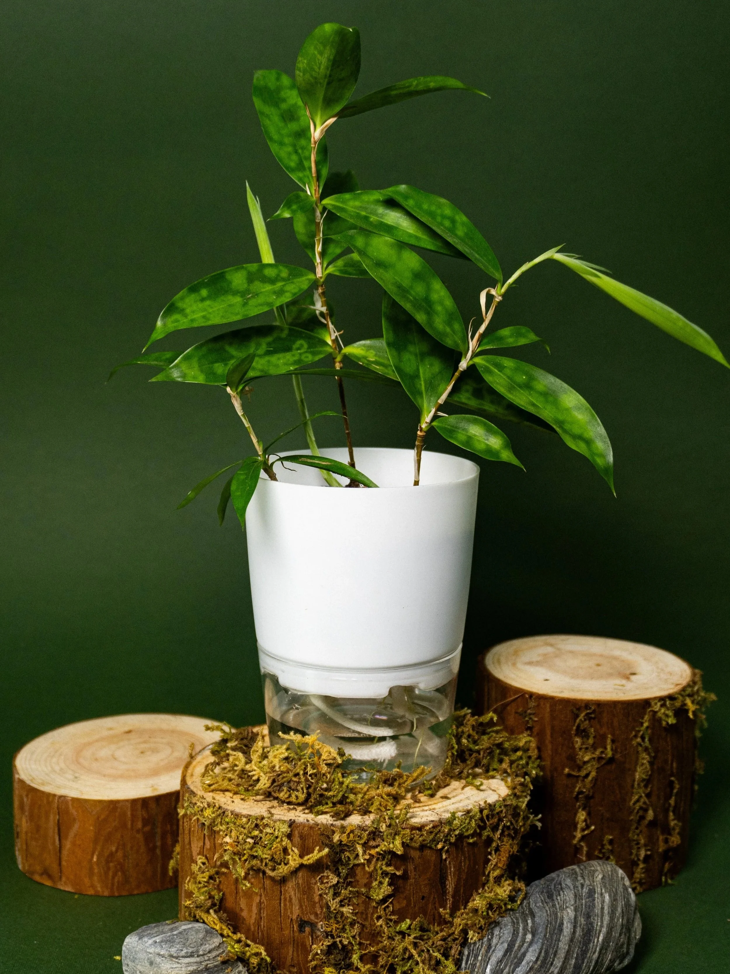 A potted houseplant with green variegated leaves placed on a wood log, surrounded by moss and small rocks, against a dark green background.