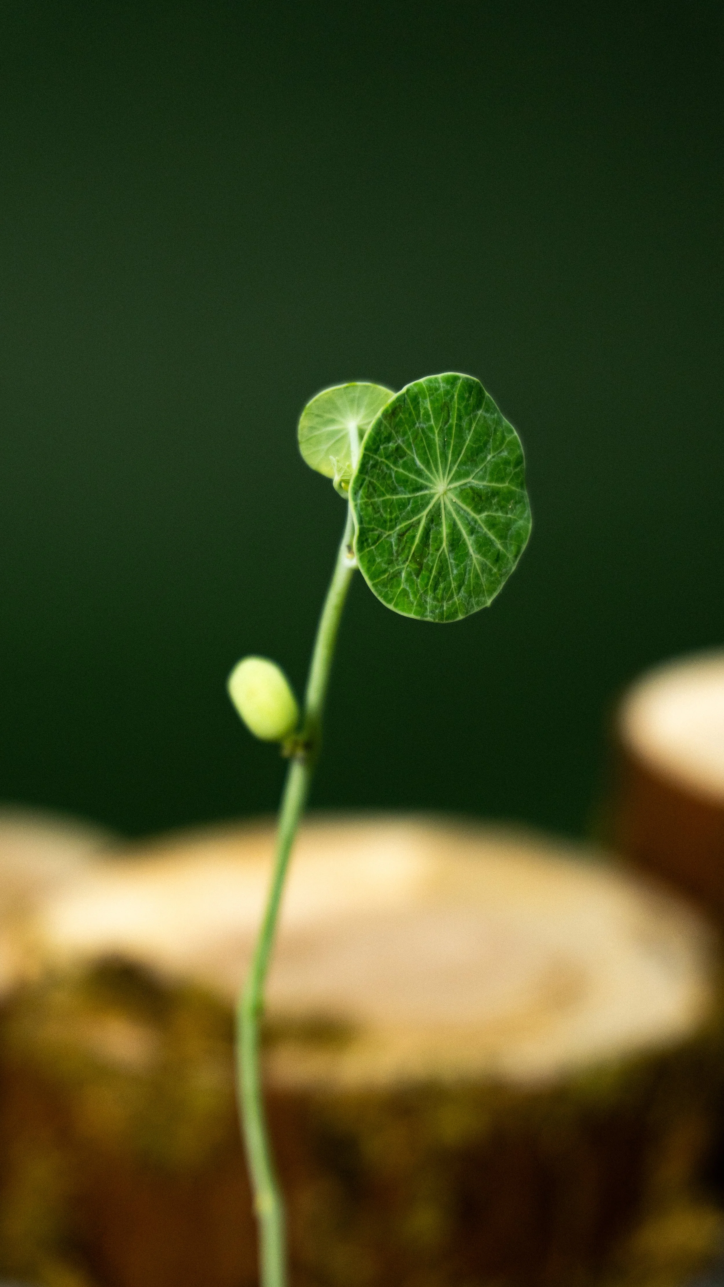 Close-up of a young plant with a small round green leaf and a tiny flower bud, with blurred background.