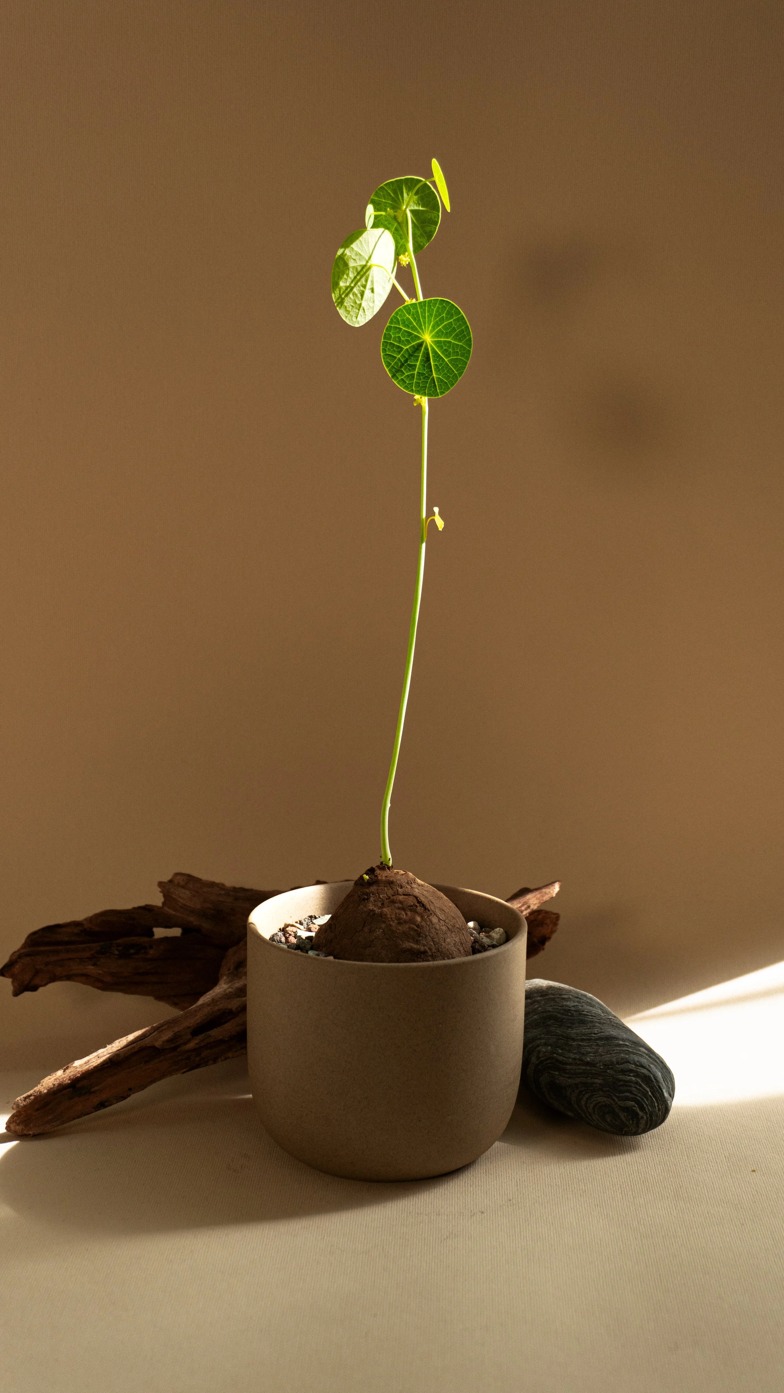 Potato Plant in Mesa Pot  M size [ 1 of 4 ]