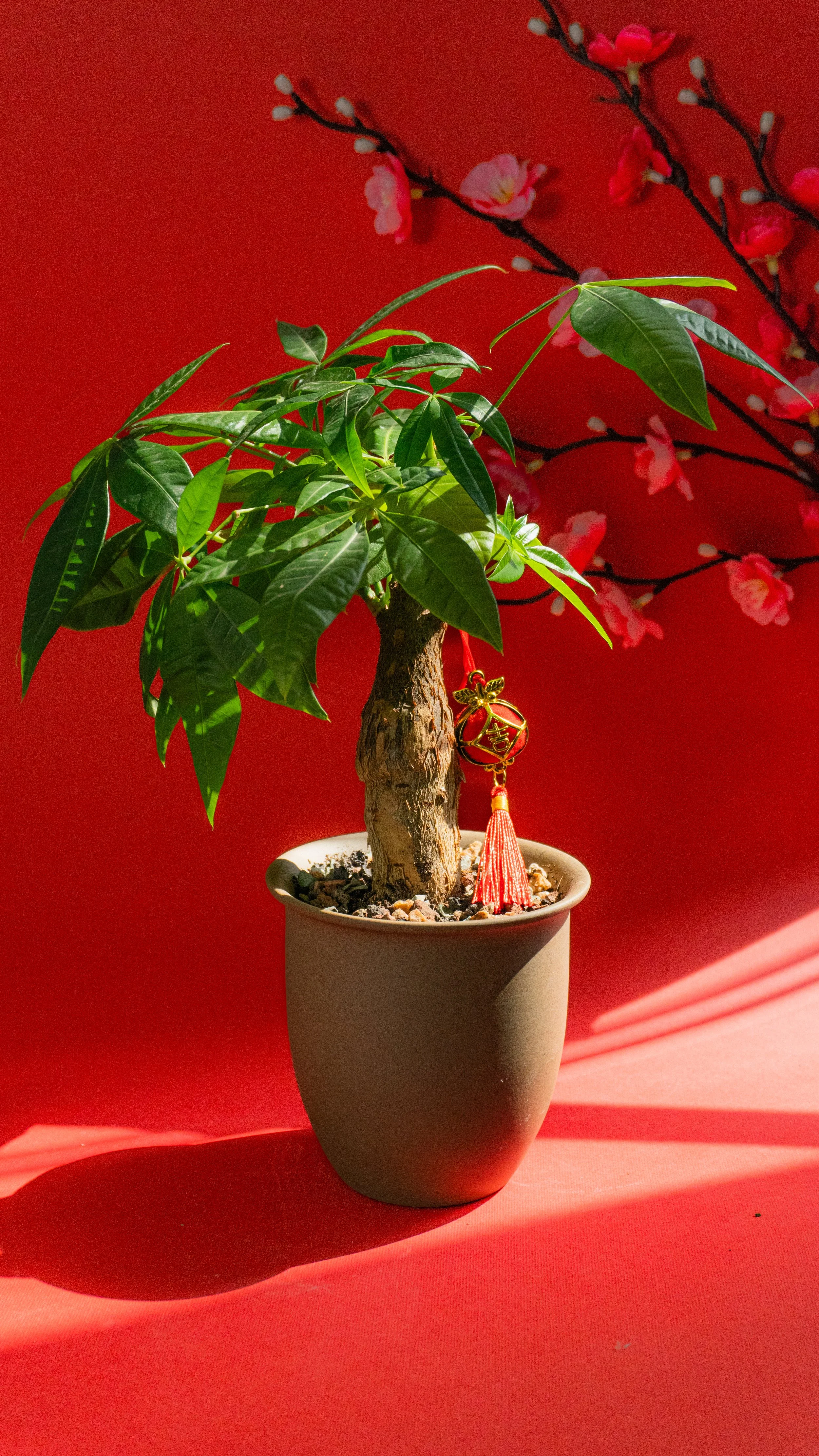 Money Tree in Canyon Pot [1 of 4]