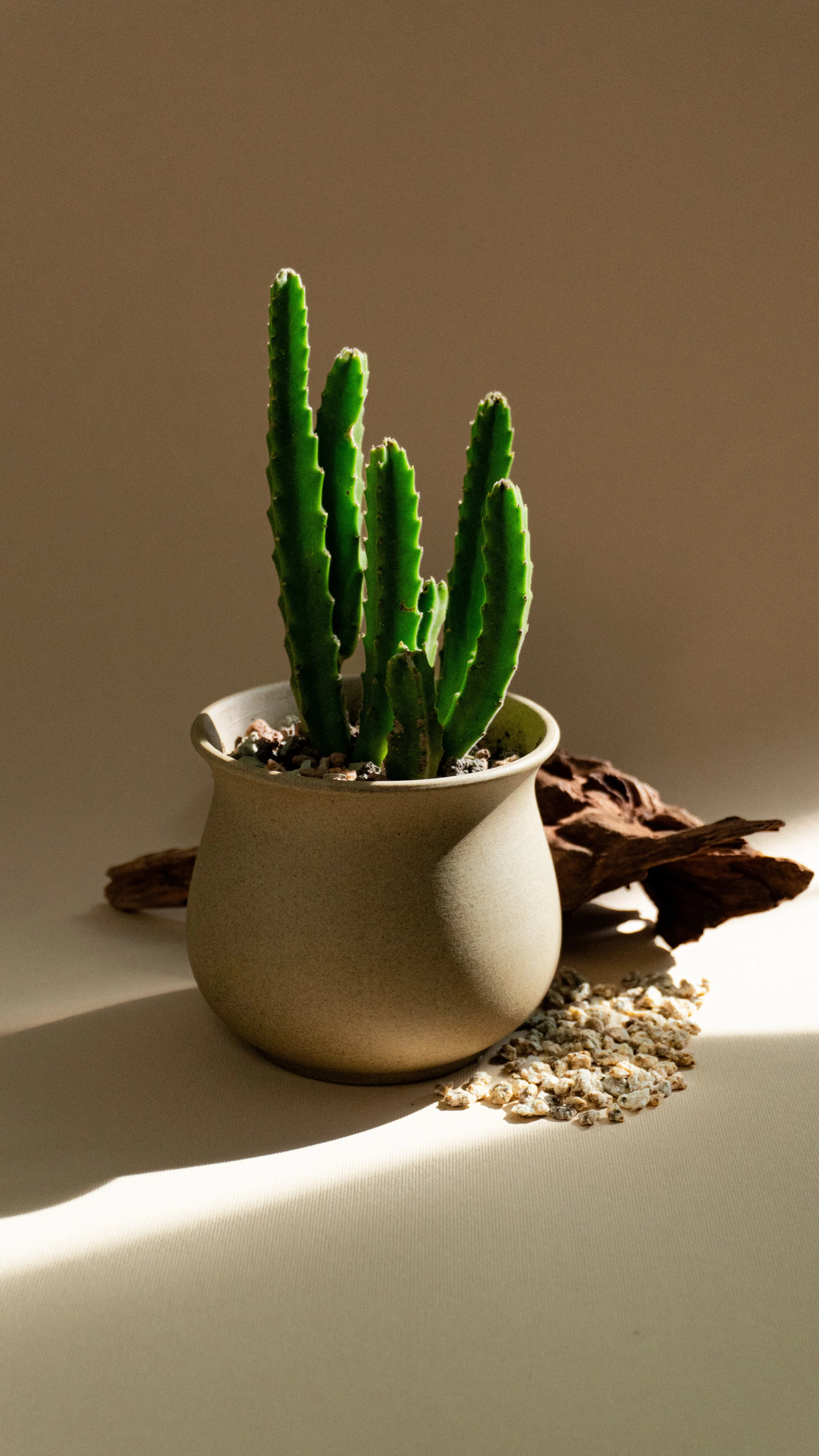 Starfish Cactus in Dune Pot [1 of 3]