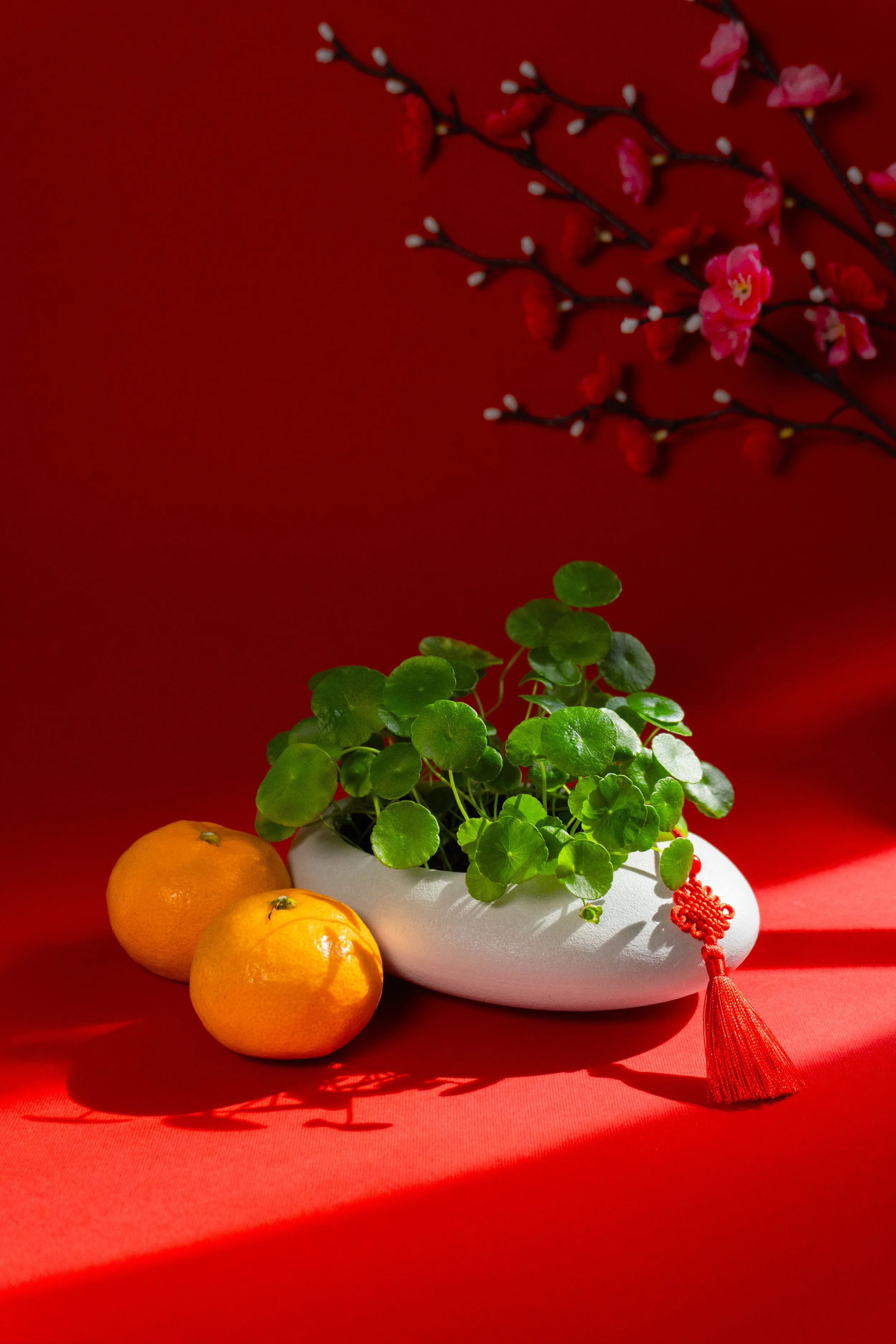 Coin Plant in Pebble Pot