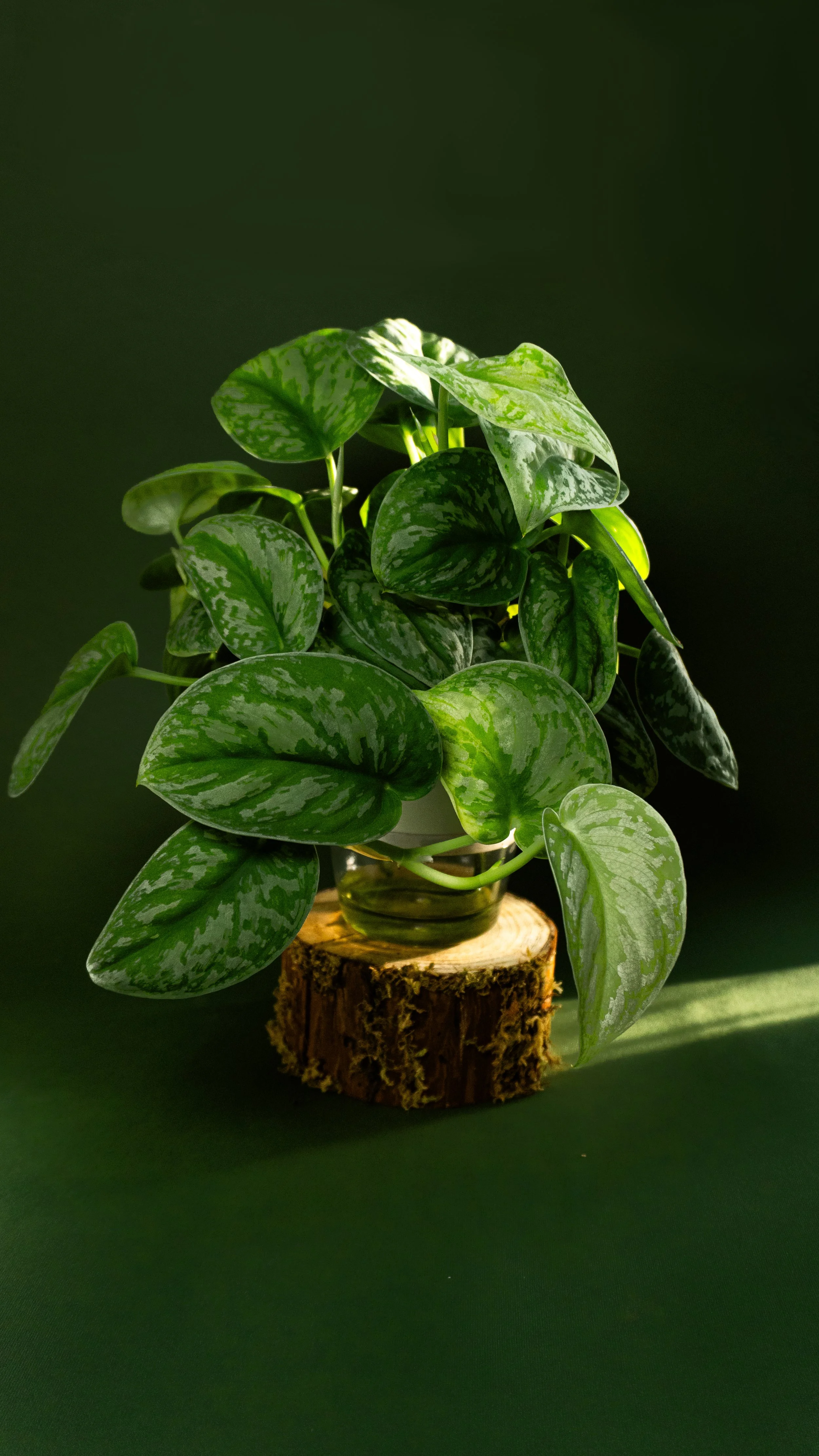 Silk Pothos