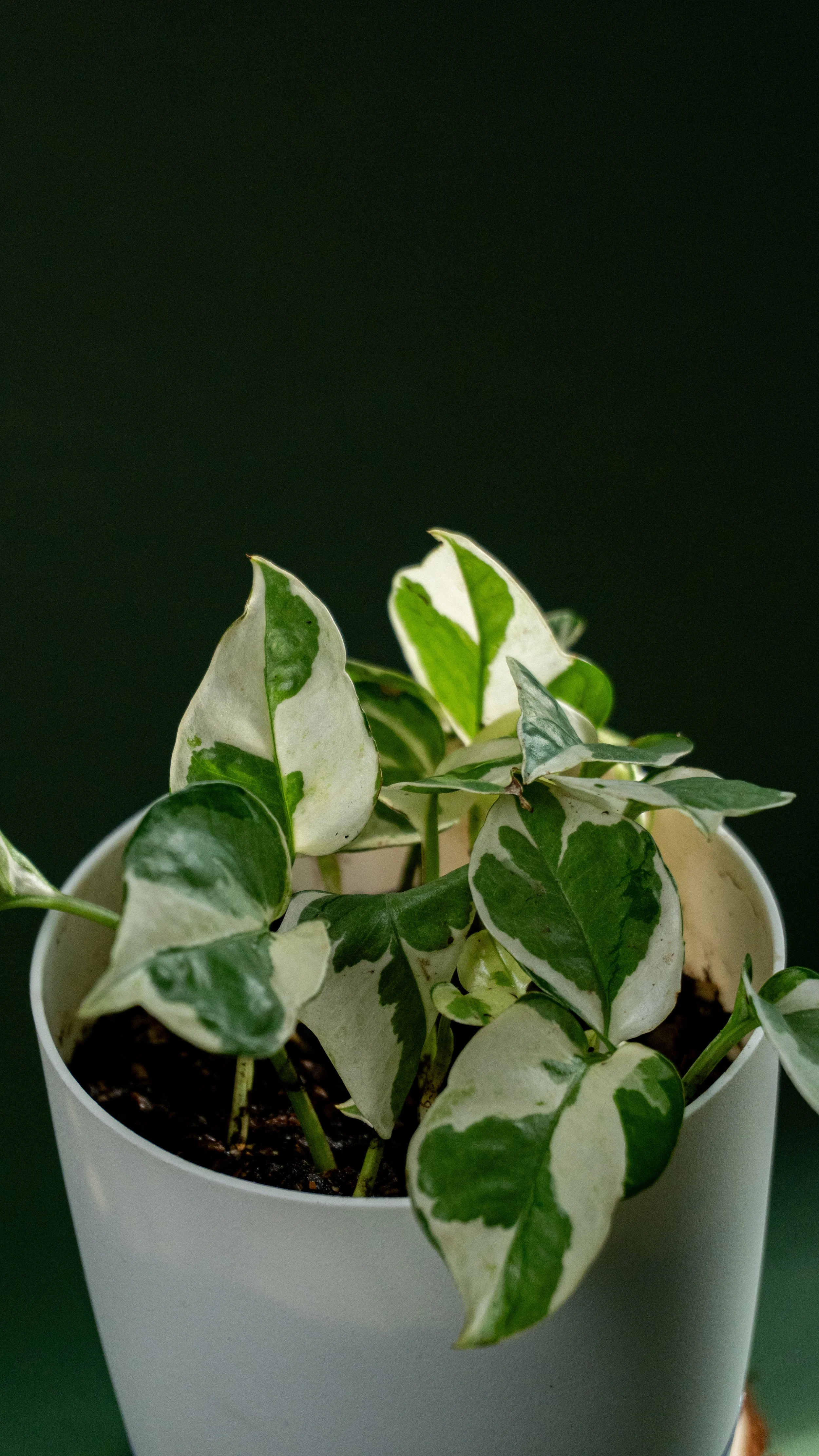 HCSM Round 3.2-7.jpg