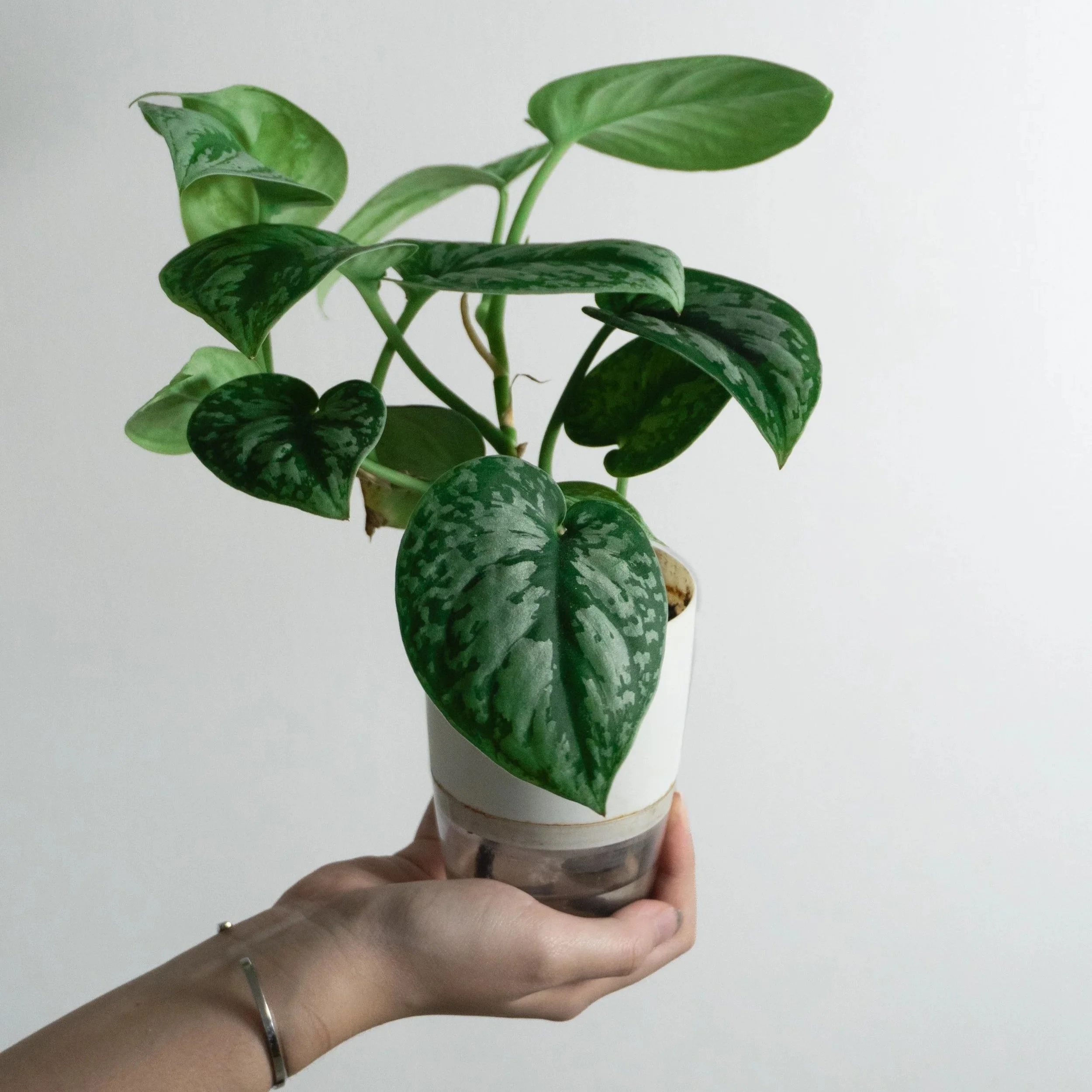 Person holding a potted pothos plant with large green leaves against a plain white background.
