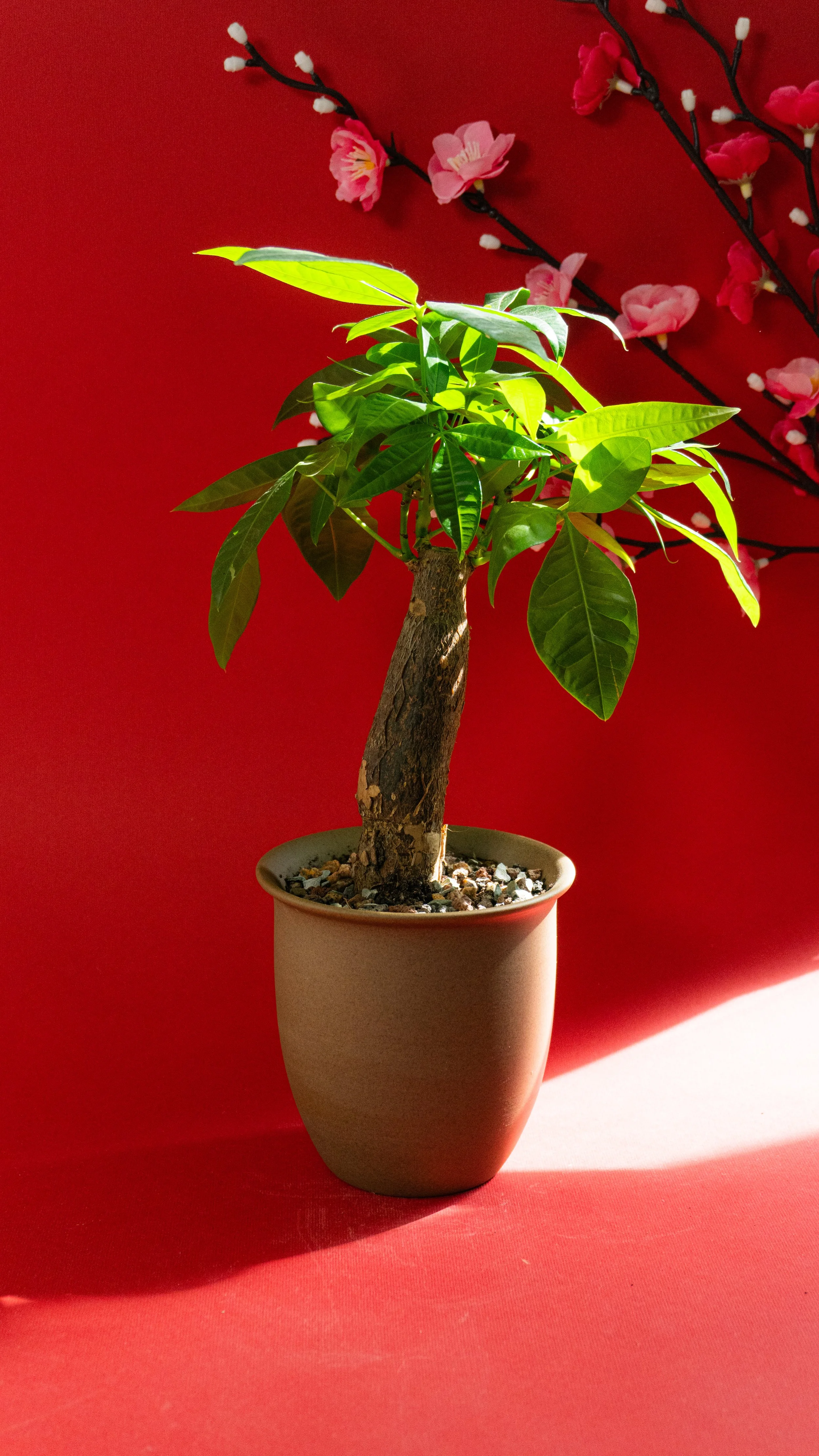 Money Tree in Canyon Pot [4 of 4]