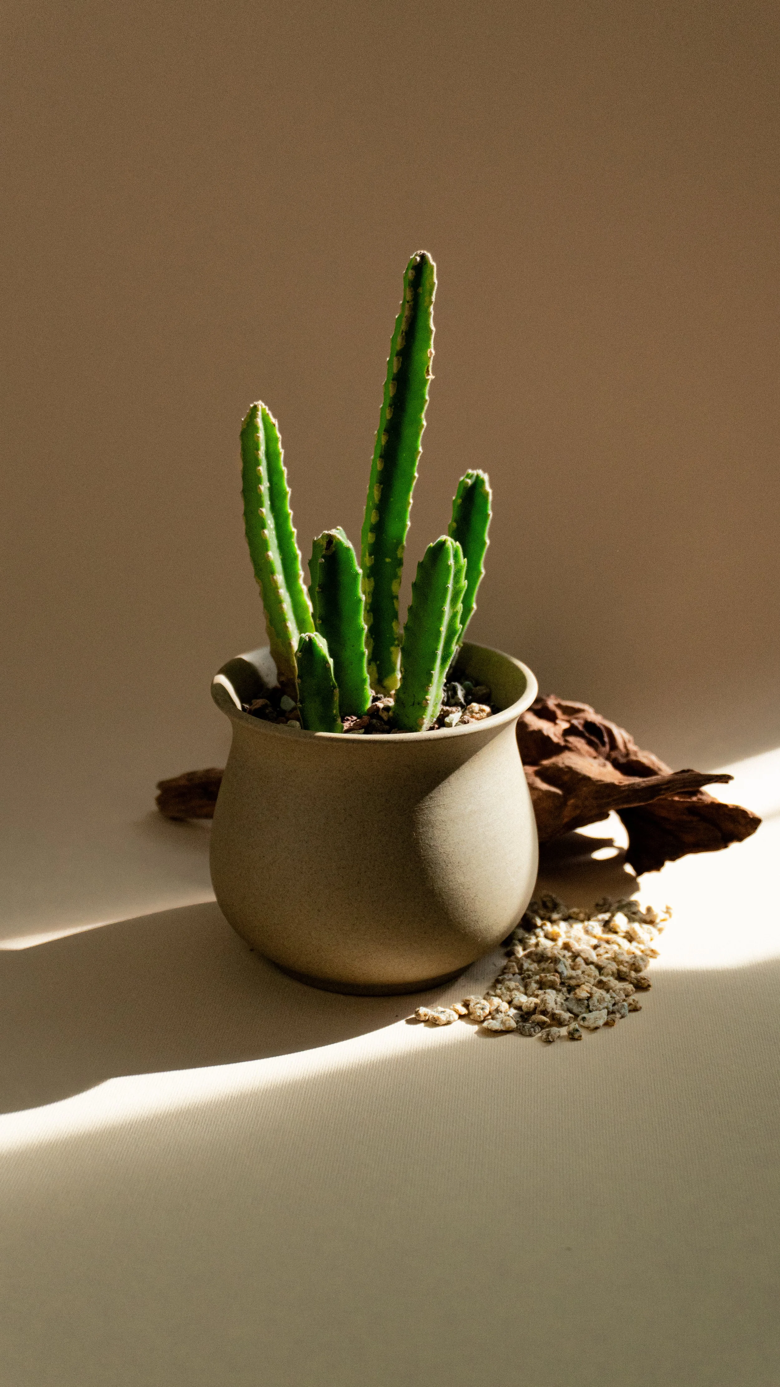 Starfish Cactus in Dune Pot [3 of 3]