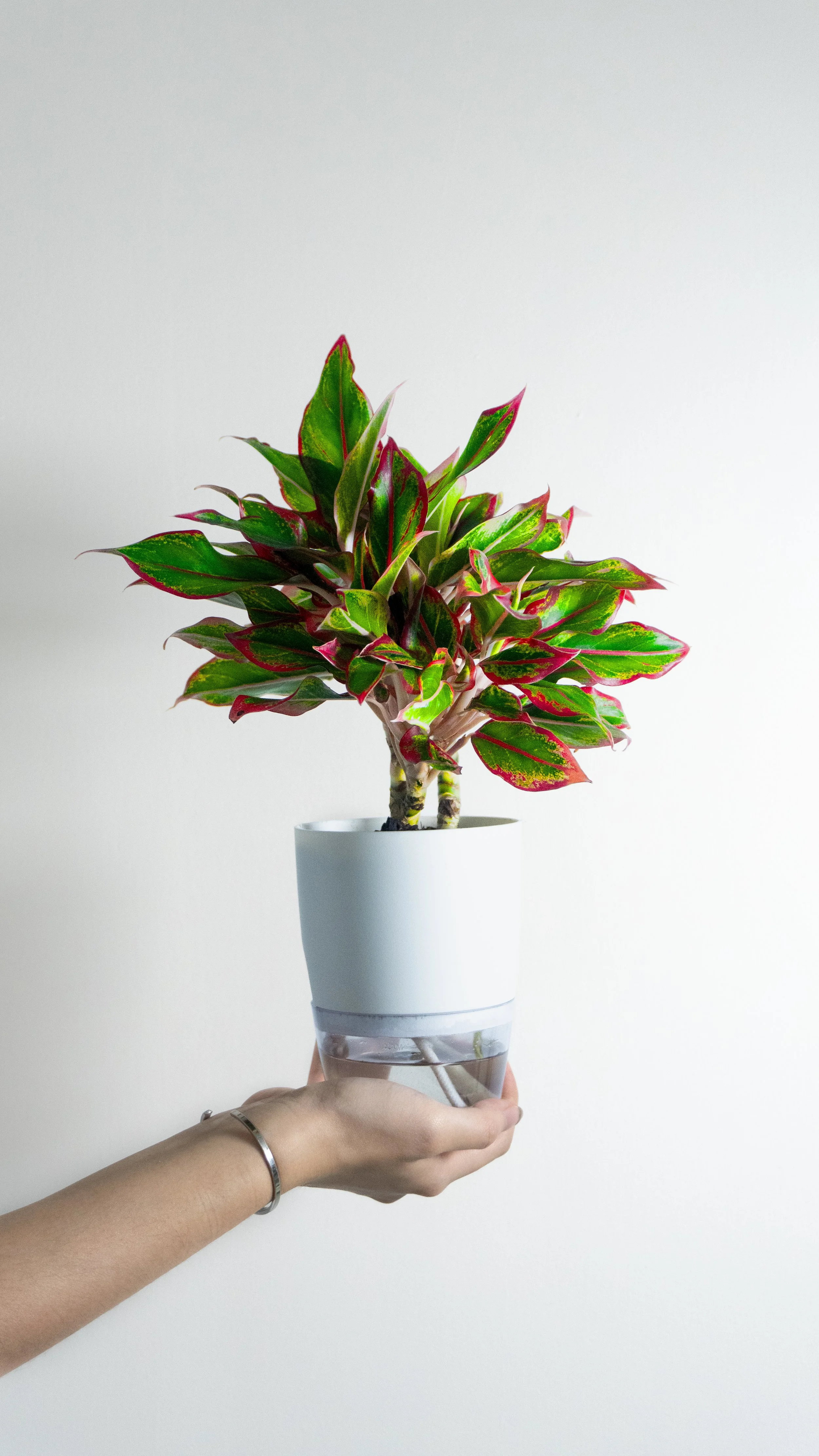 Person holding a white pot with a healthy, variegated plant with green and red leaves against a plain white background.