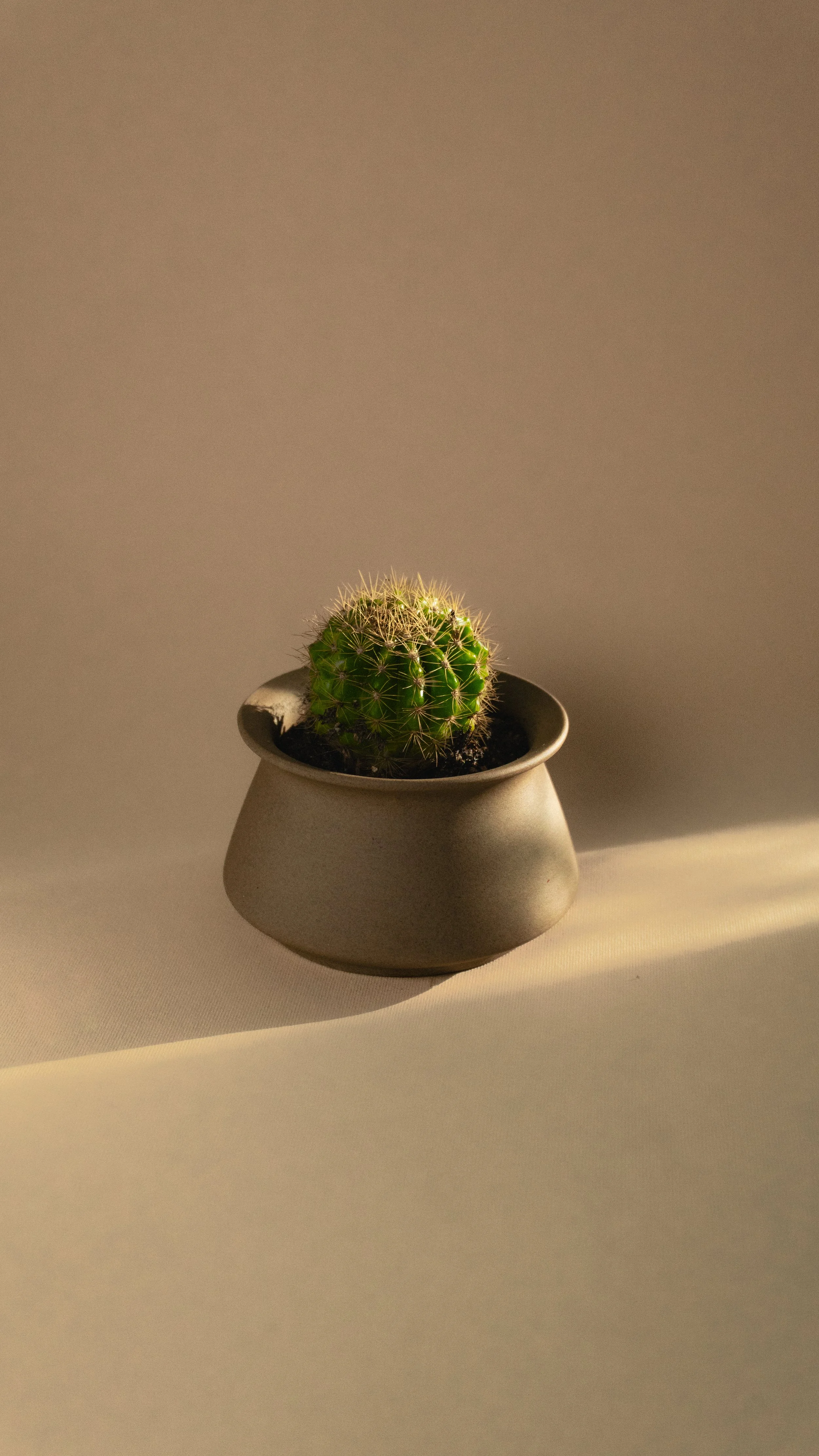 Golden Barrel Cactus in Vale Pot