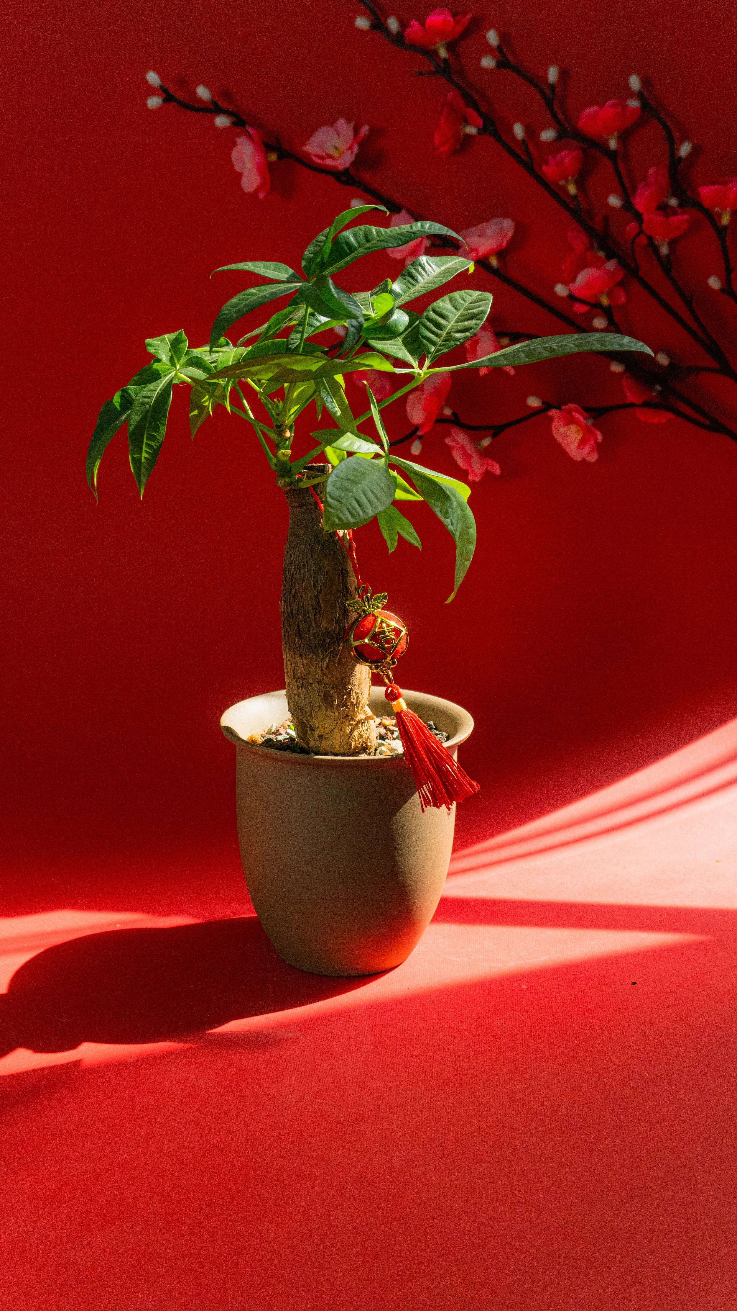 Money Tree in Canyon Pot [2 of 4]