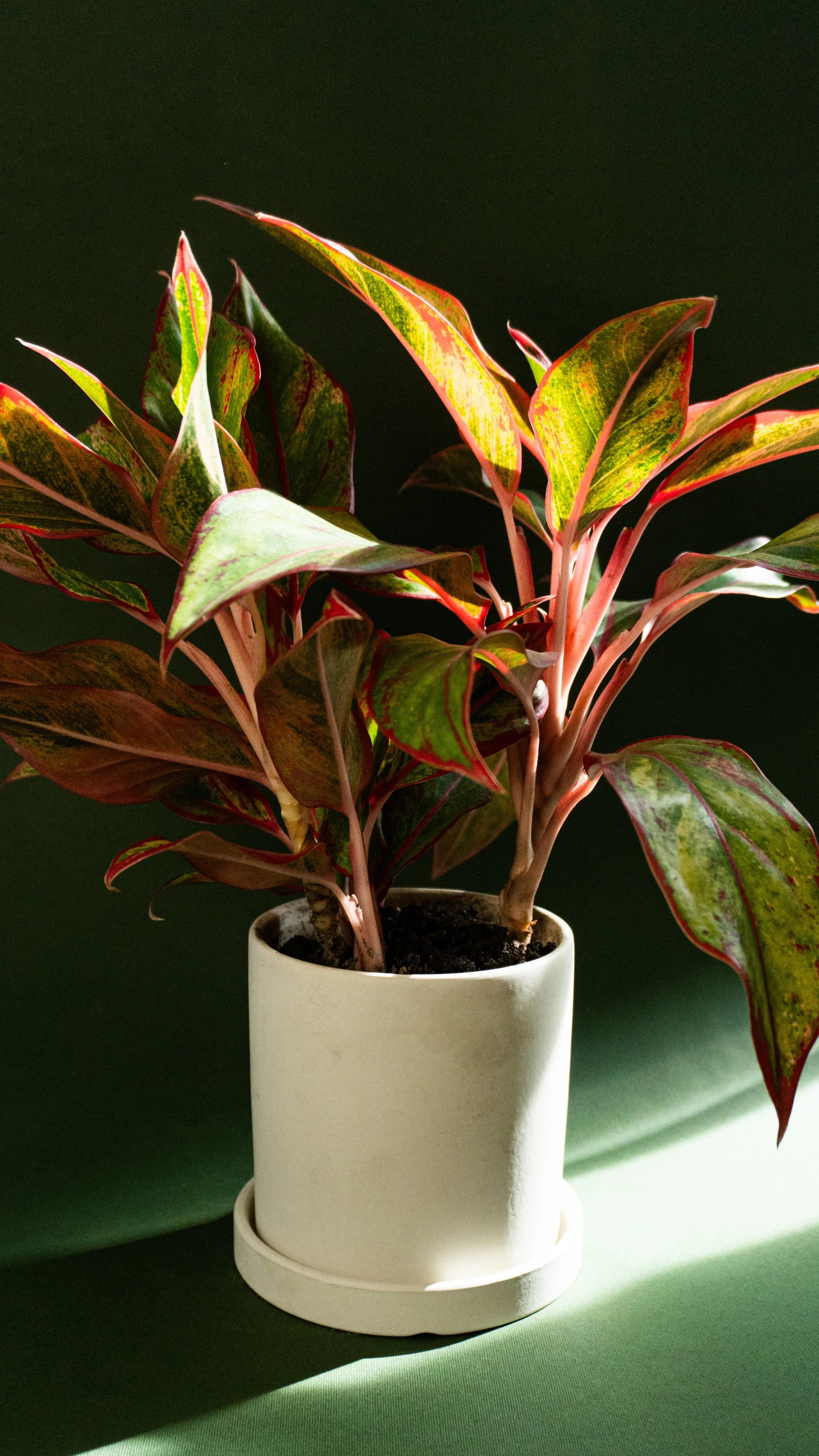 HCSM Round 3.3-2.jpg