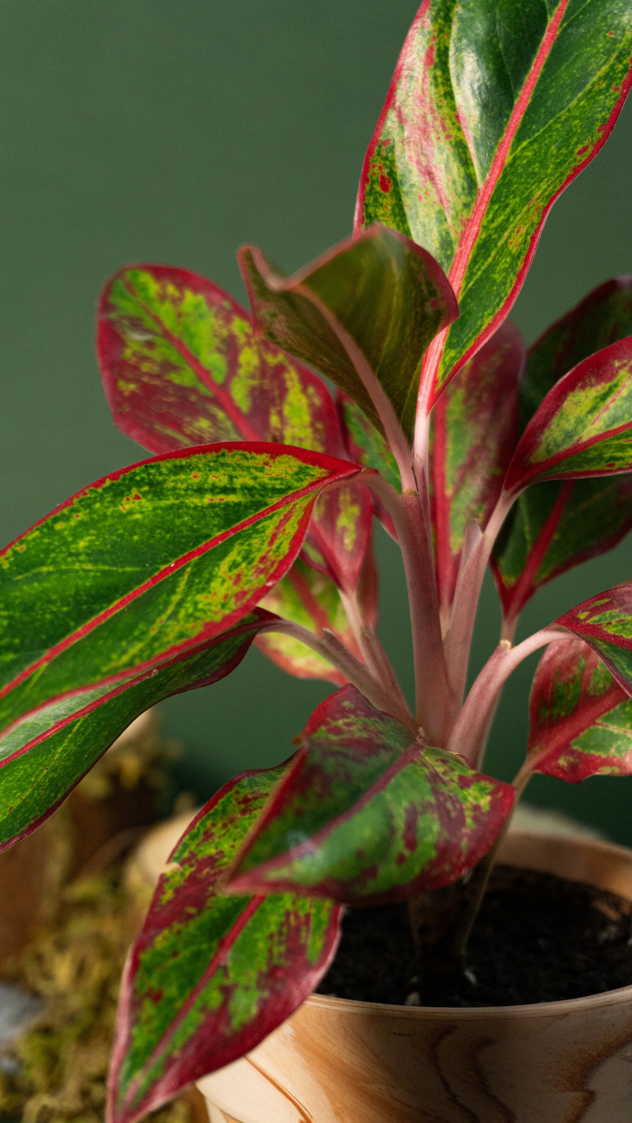 Close-up of a potted plant with colorful green and red variegated leaves.