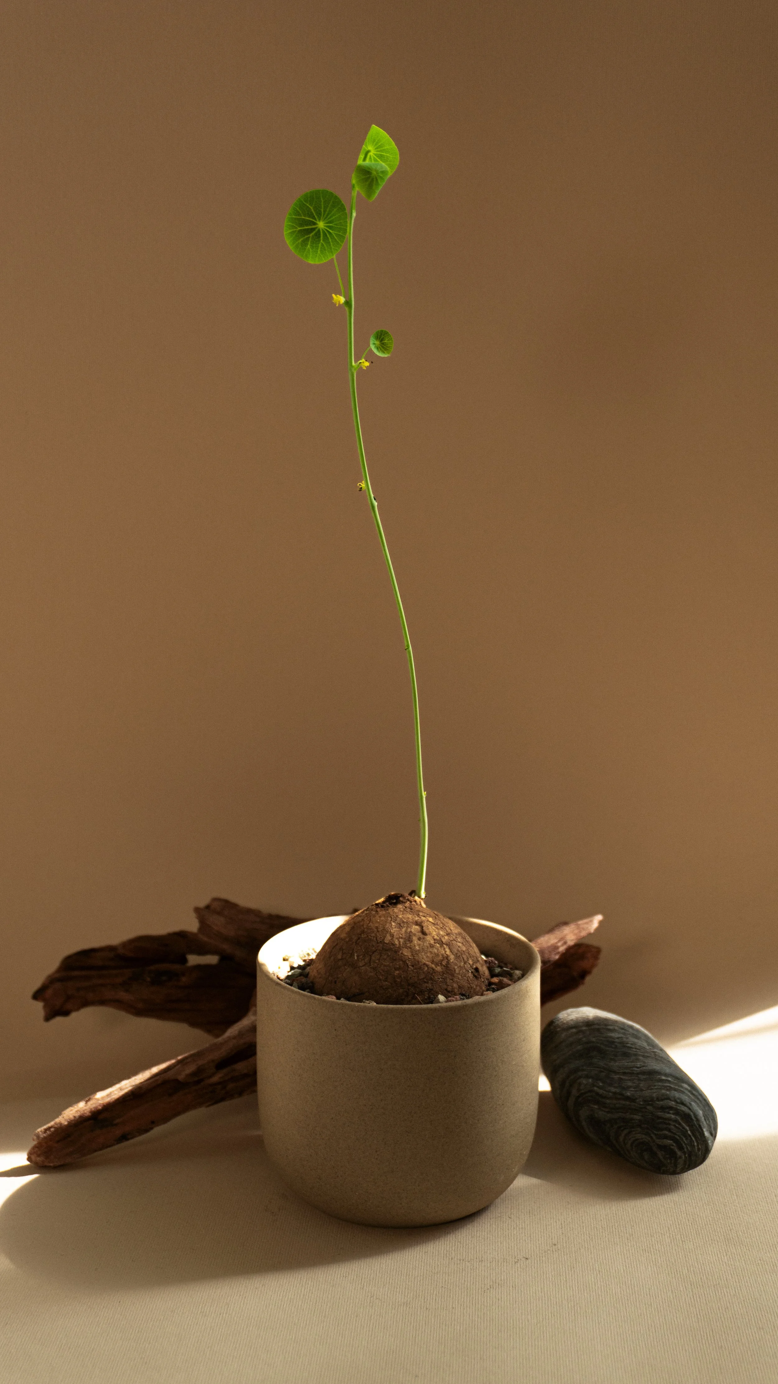 Potato Plant in Mesa Pot  M size [ 4 of 4 ]