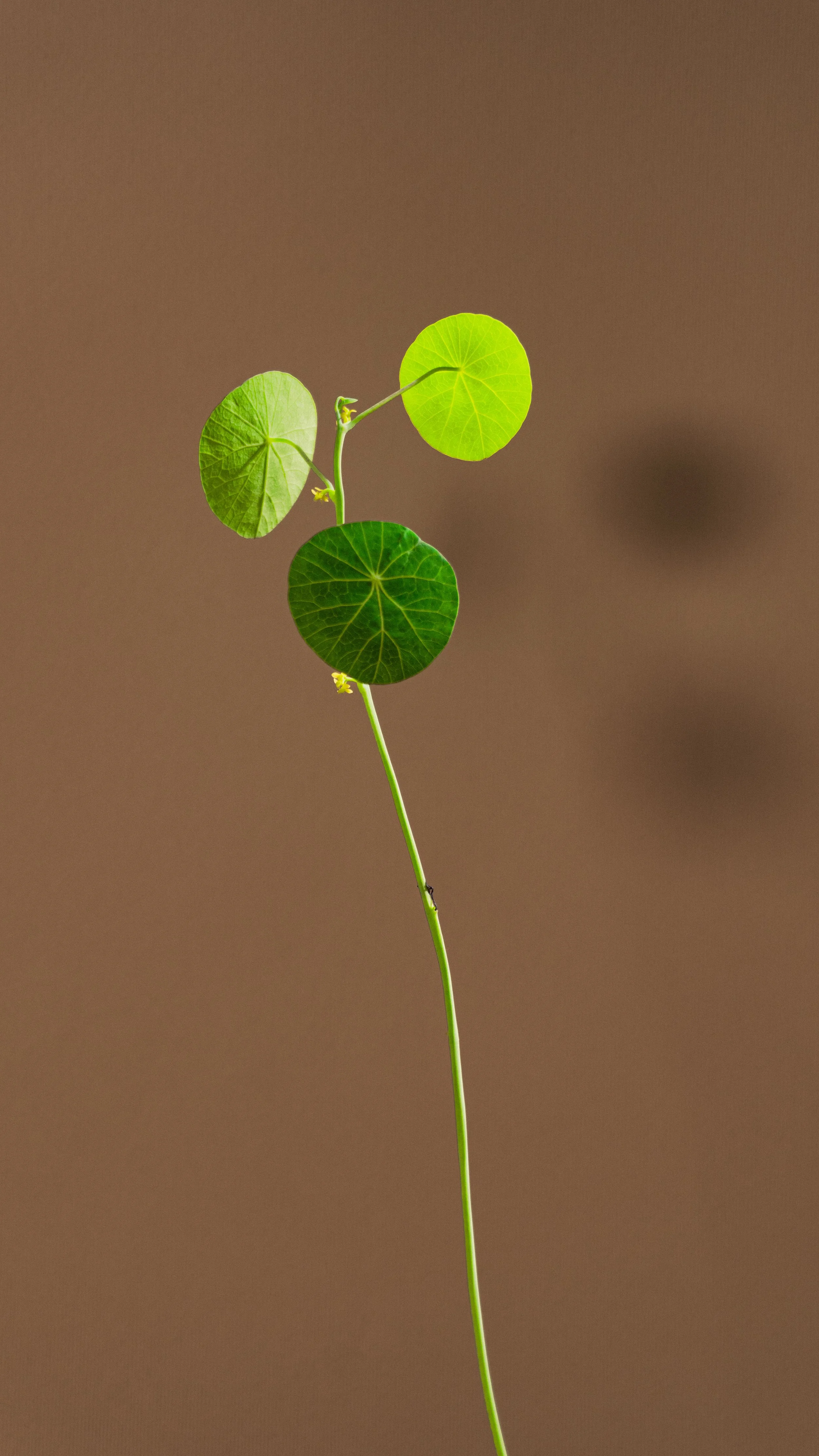 A young plant with a round, green leaf and a small seedling stems growing from soil.